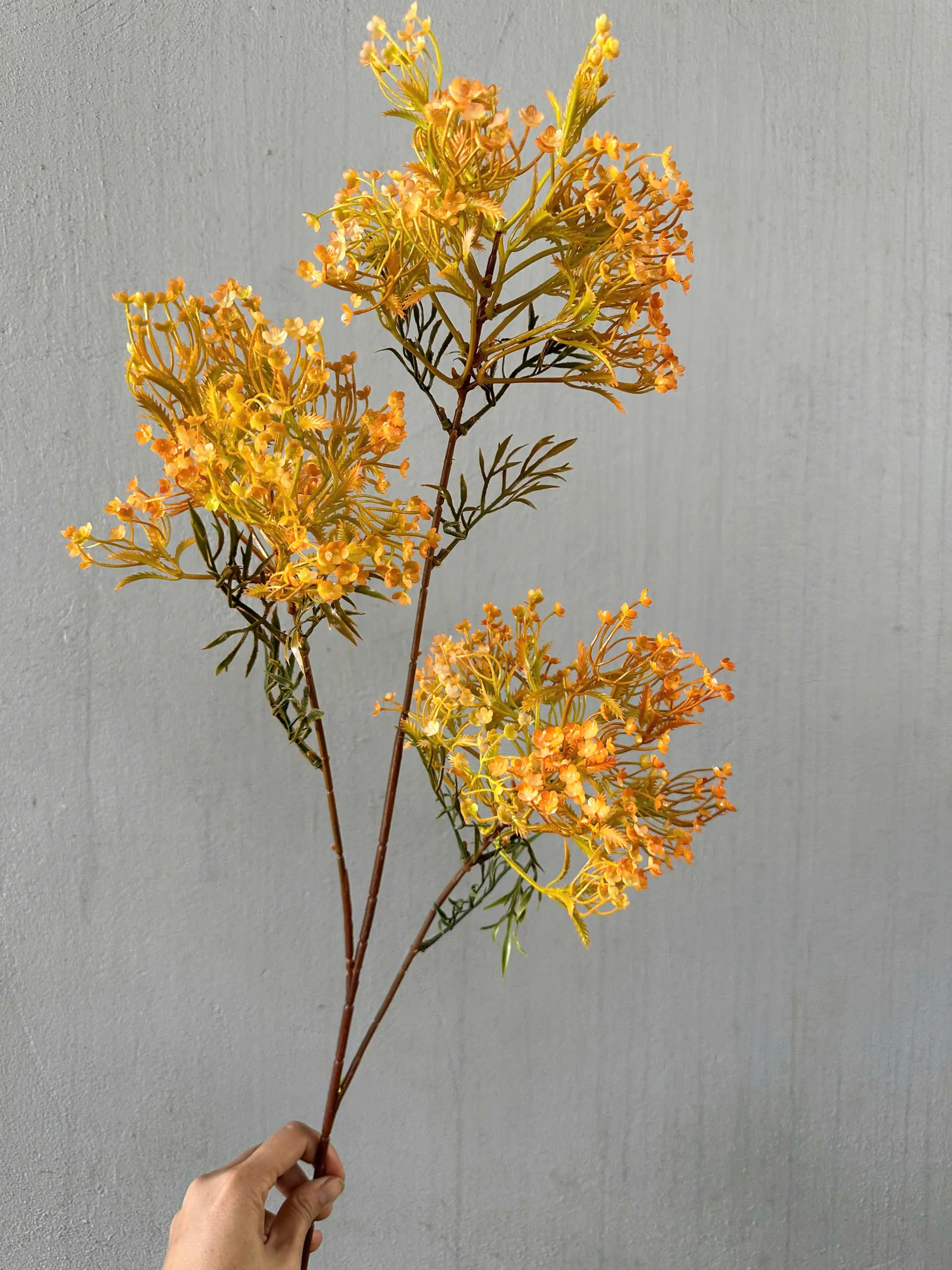 Điểm Điểm hoa Đinh Lăng 3 Nhánh