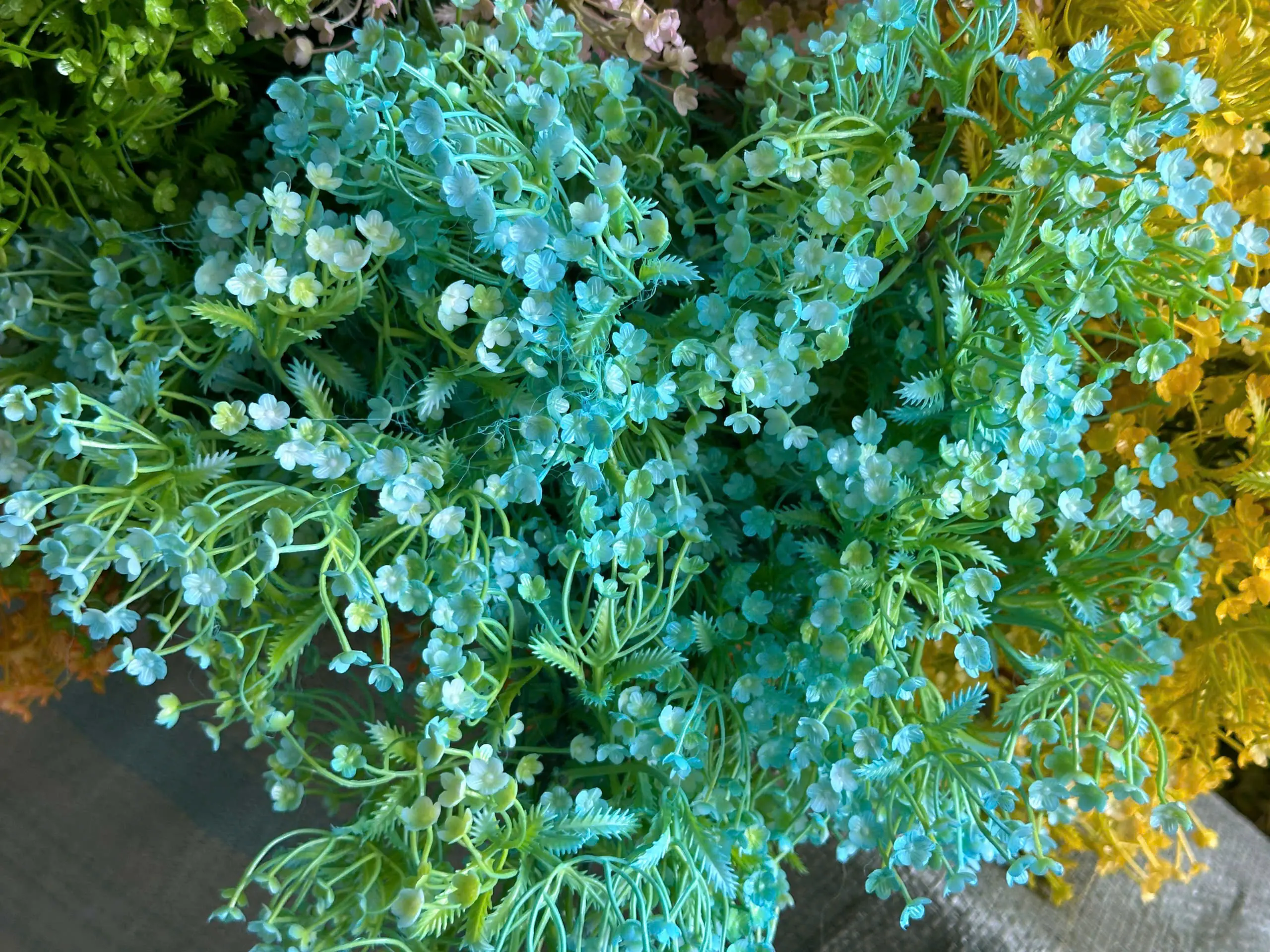 Điểm Điểm hoa Đinh Lăng 3 Nhánh - Ảnh 5