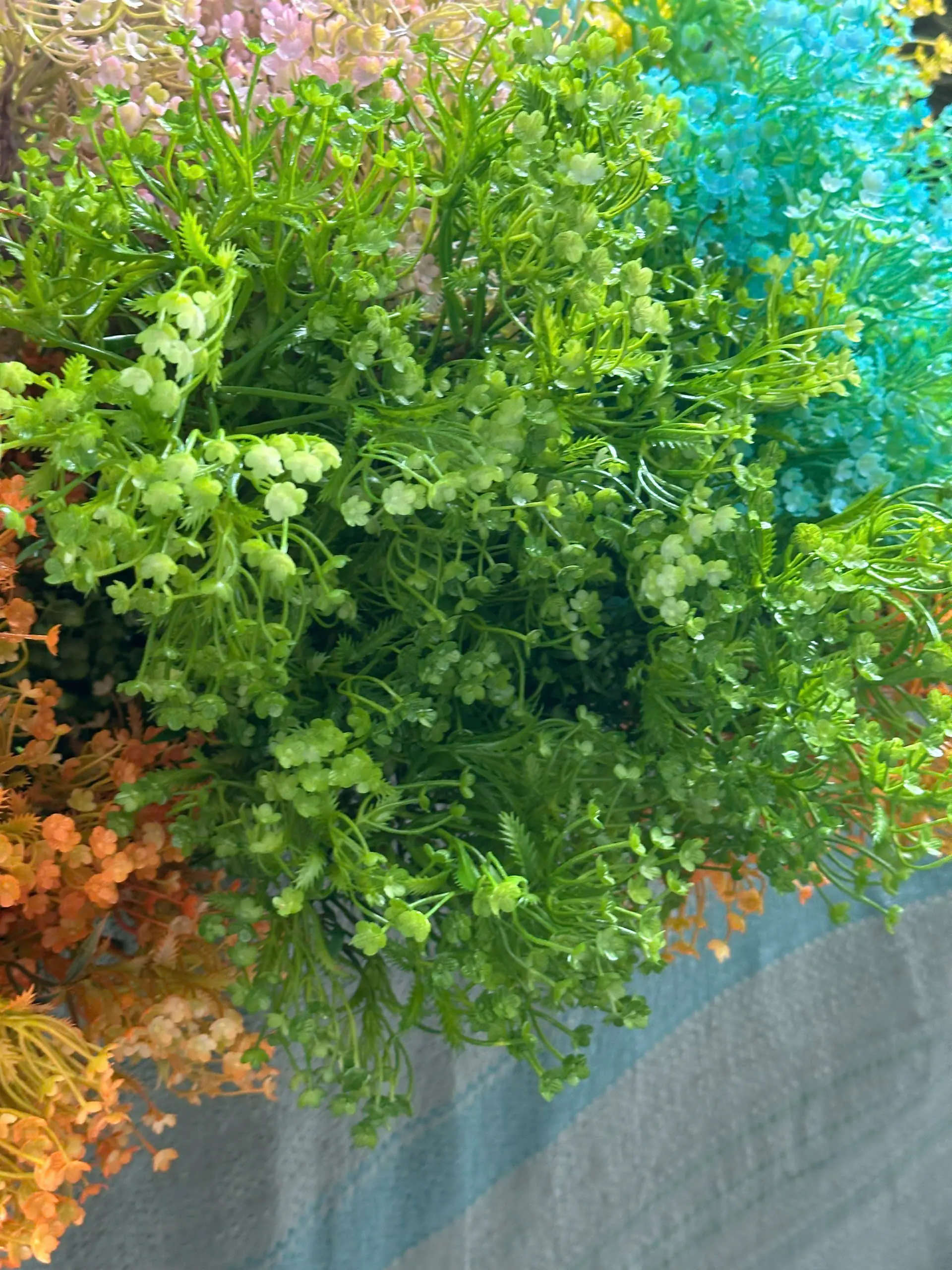 Điểm Điểm hoa Đinh Lăng 3 Nhánh - Ảnh 6