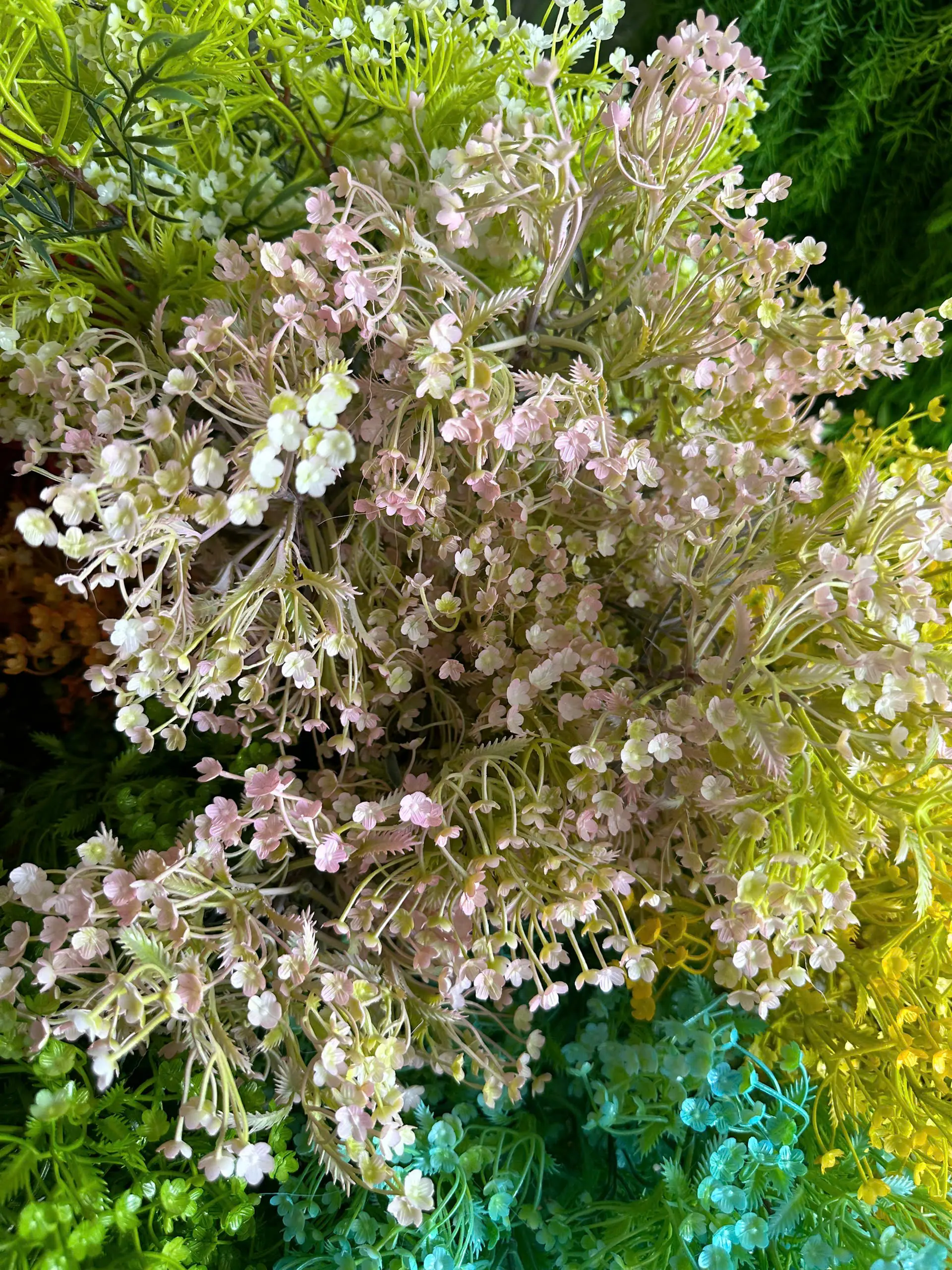 Điểm Điểm hoa Đinh Lăng 3 Nhánh - Ảnh 10