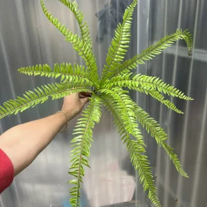 Điểm Dương Xỉ Dài