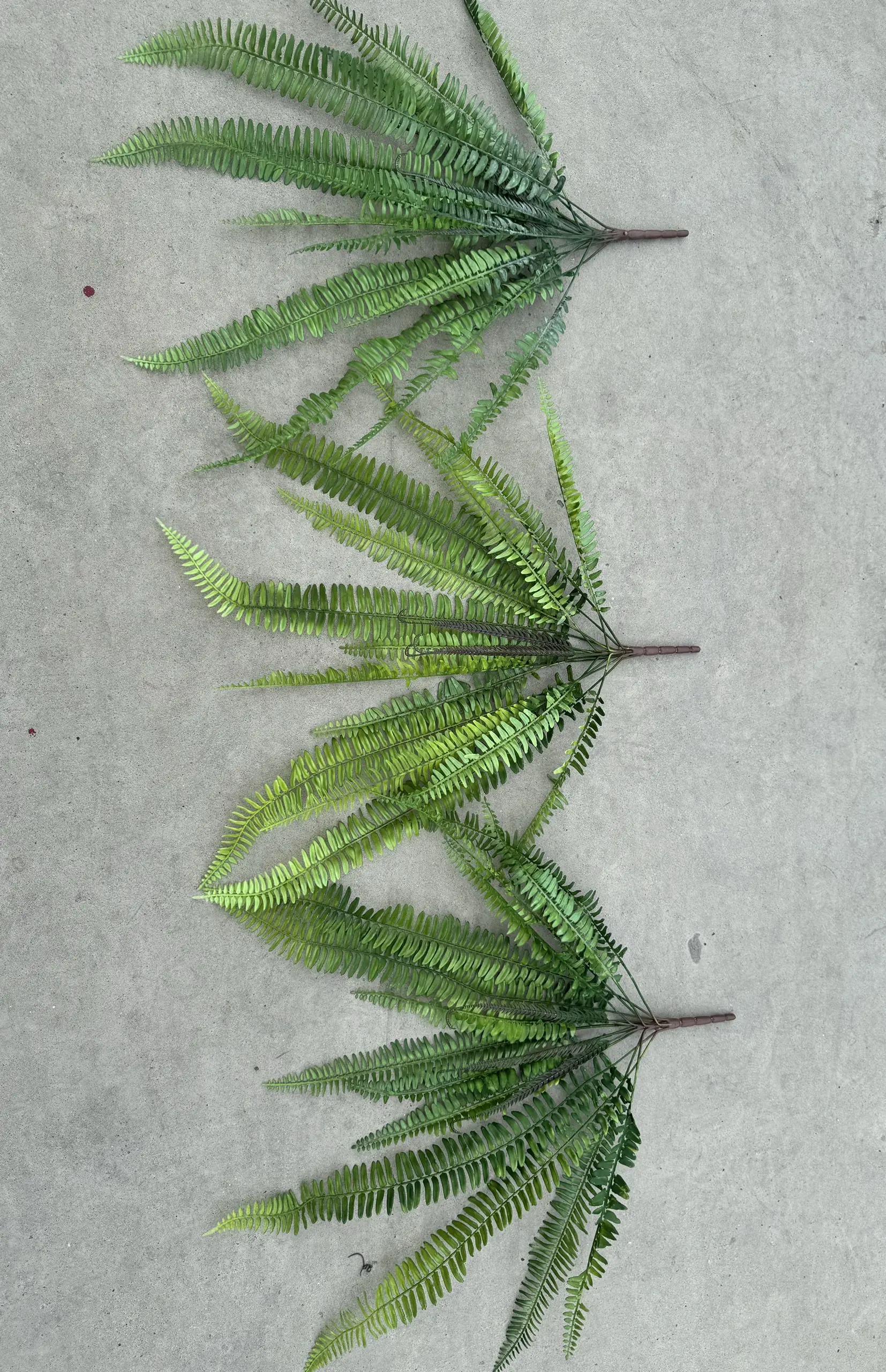 Điểm Duong Xỉ Nhỡ