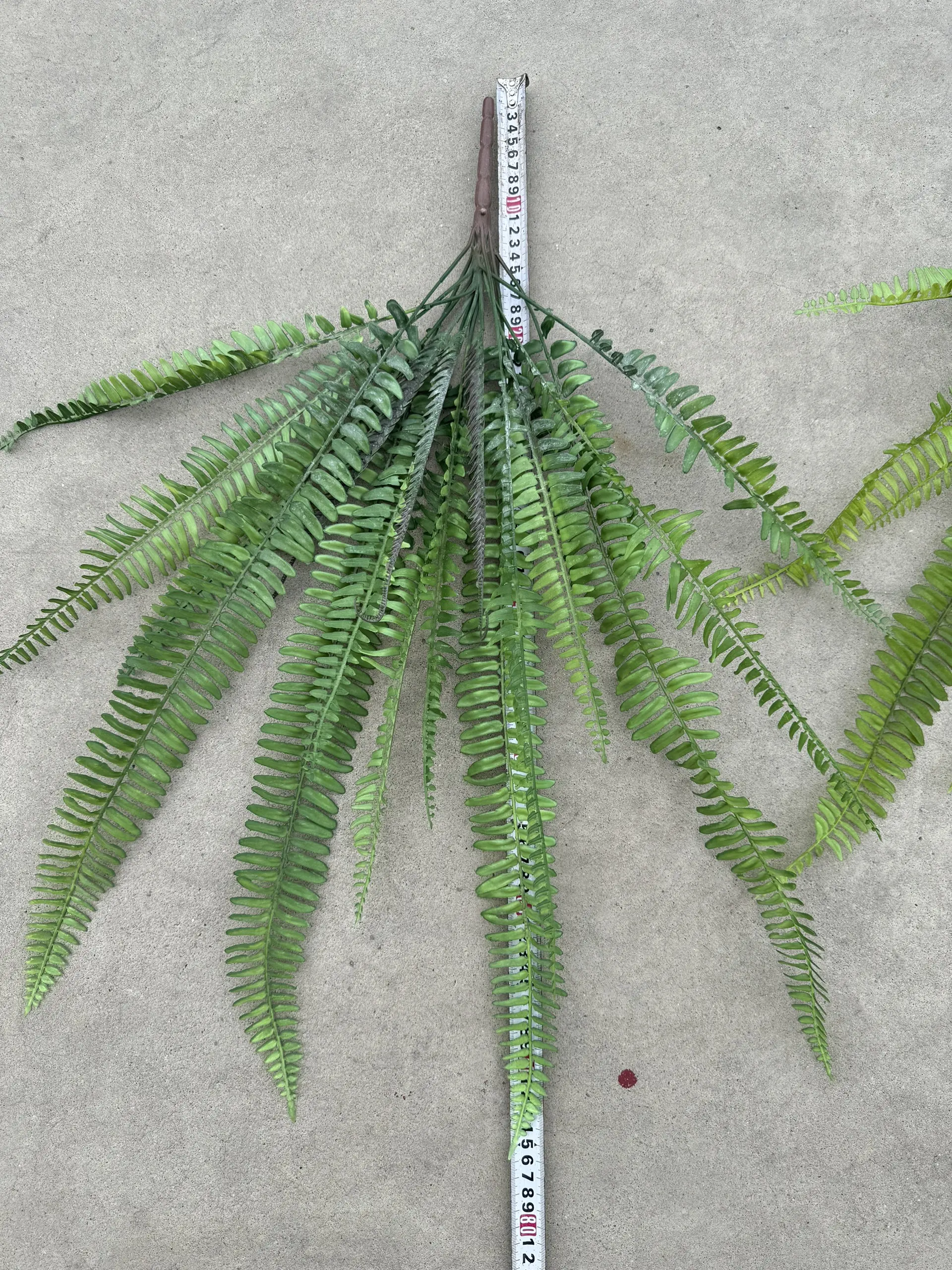 Điểm Duong Xỉ Nhỡ - Ảnh 2