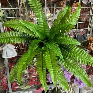 Điểm Dương Xỉ Vải Cụm