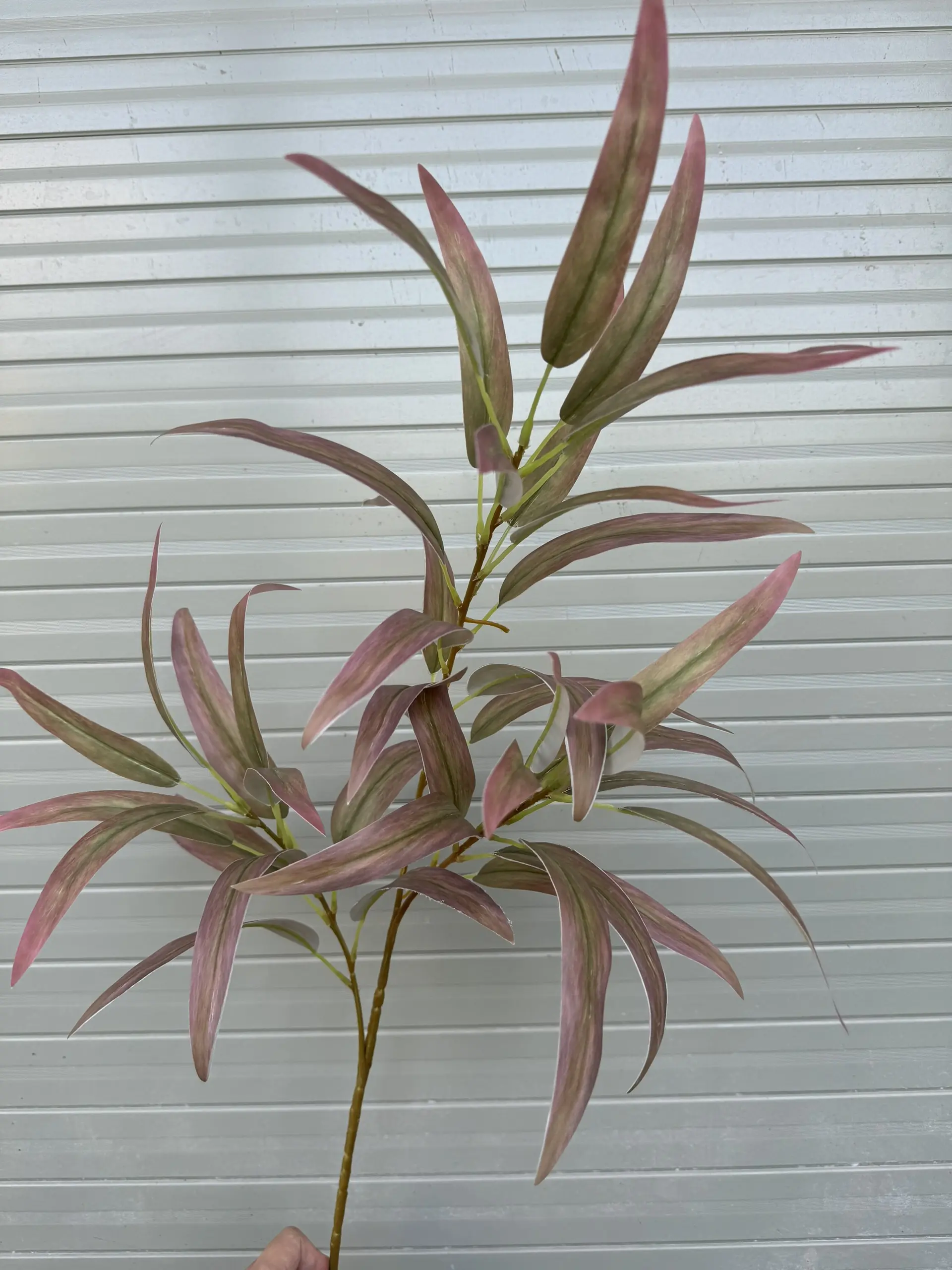 Điểm Lá Chàm 3D