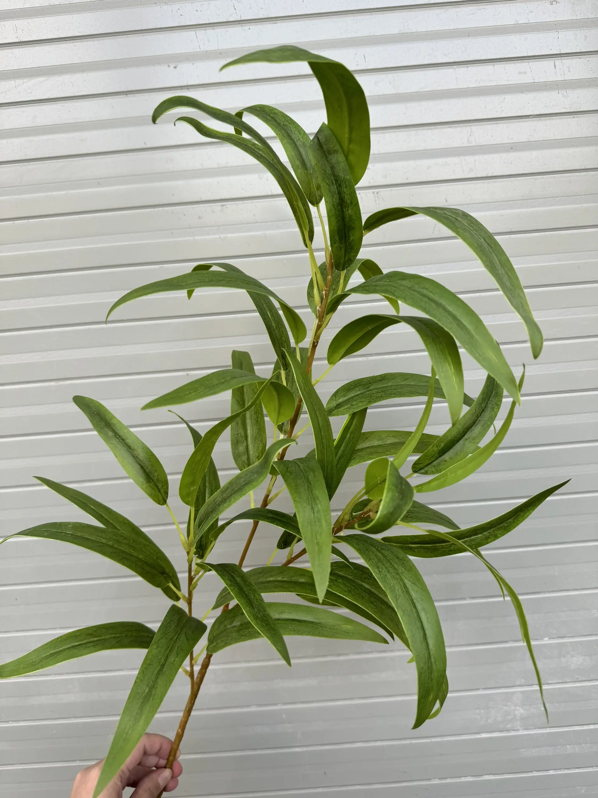 Điểm Lá Chàm 3D - Ảnh 2