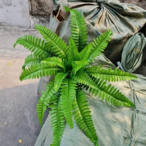 Điểm Lá Dương Xỉ Lá Sẵn Nhiều.