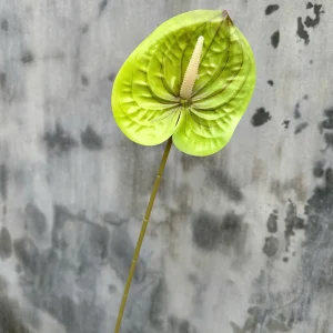 Điểm Lá Hồng Môn Đơn Đủ Màu