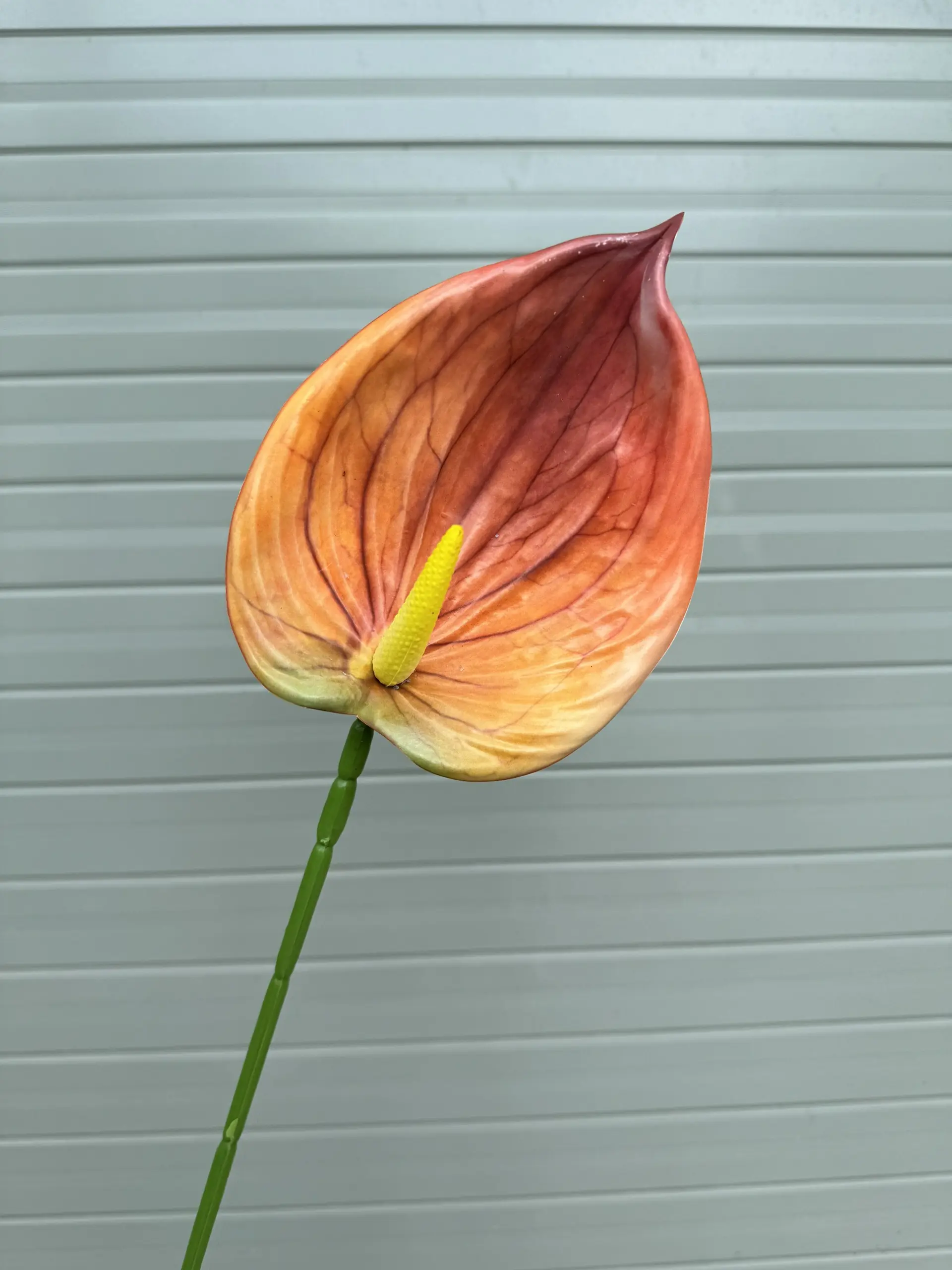 Điểm Lá Hông Môn Tây - Ảnh 3