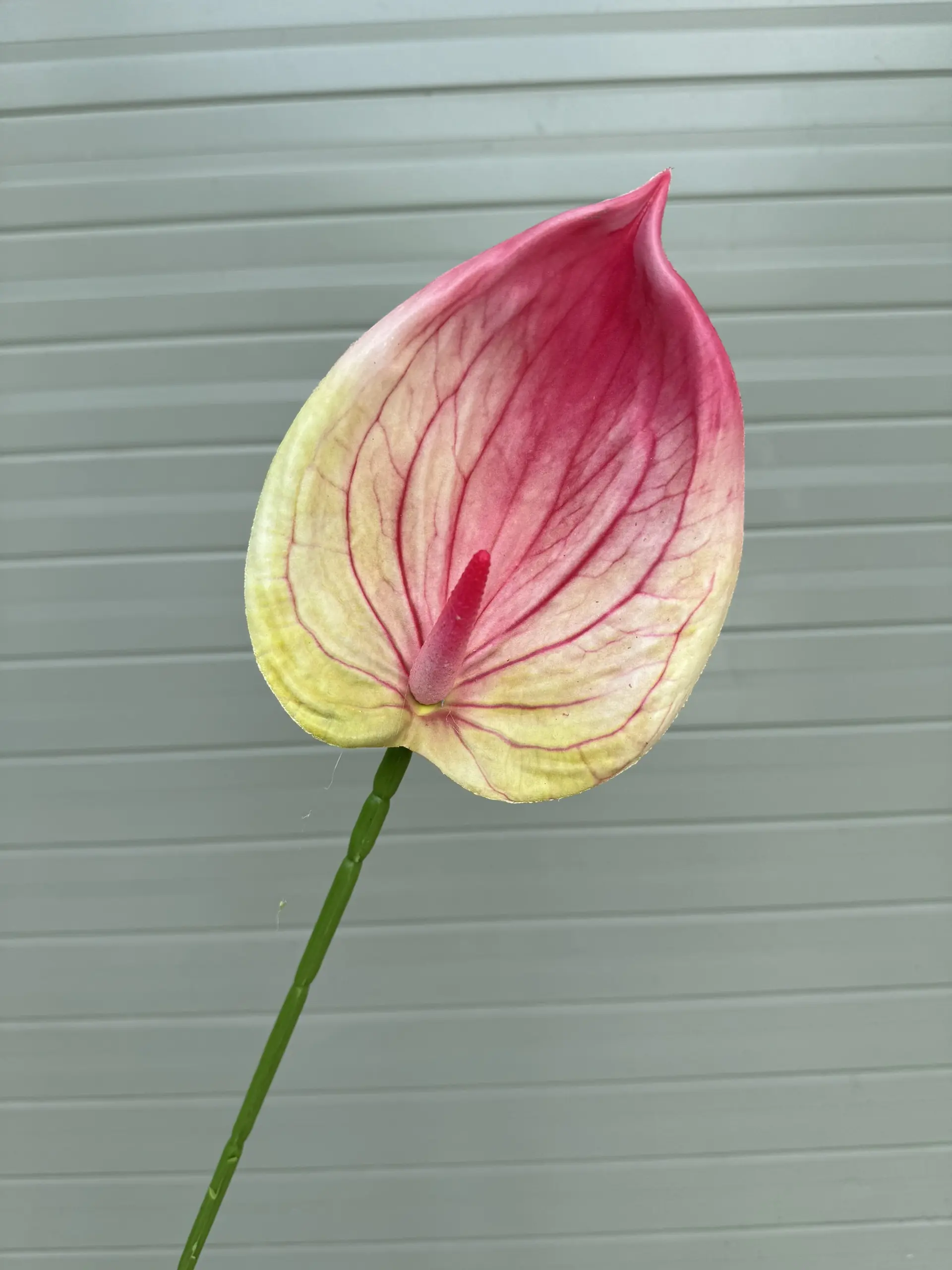 Điểm Lá Hông Môn Tây - Ảnh 4