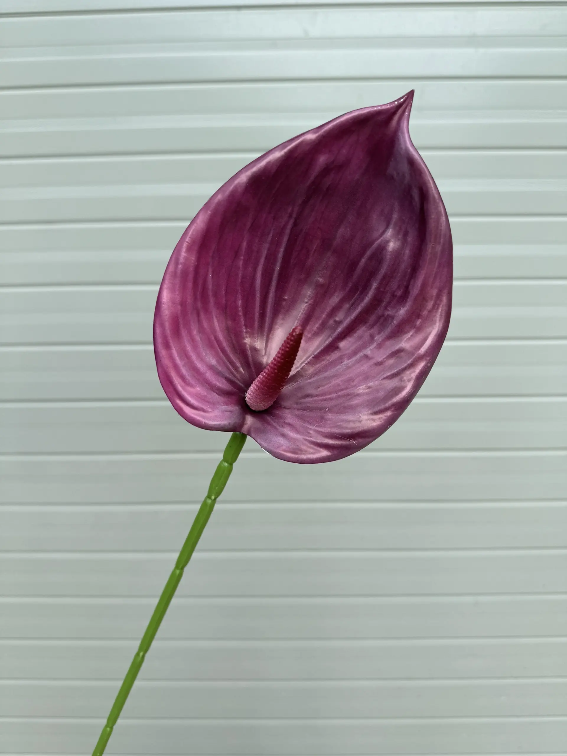 Điểm Lá Hông Môn Tây - Ảnh 6