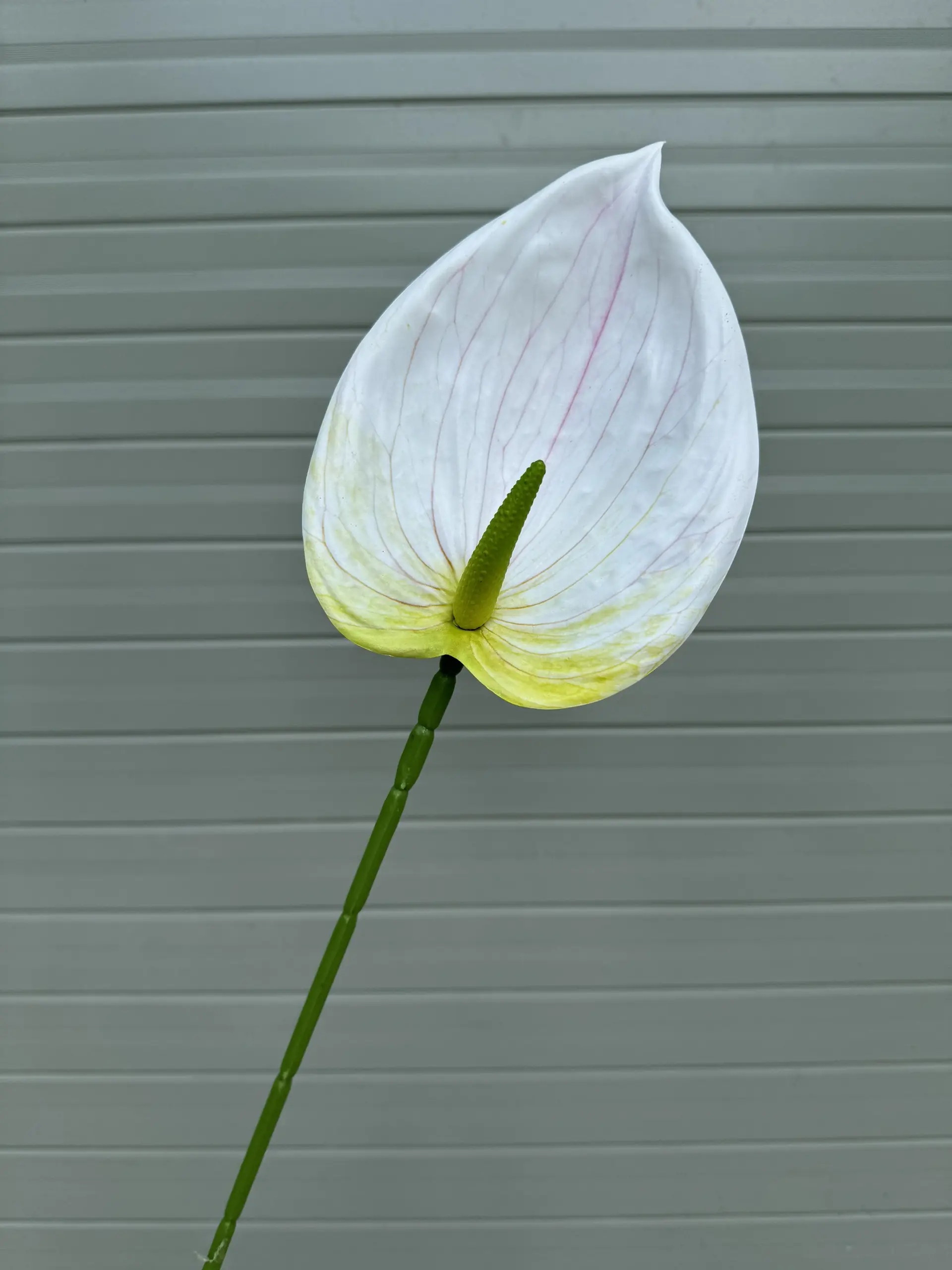 Điểm Lá Hông Môn Tây - Ảnh 7