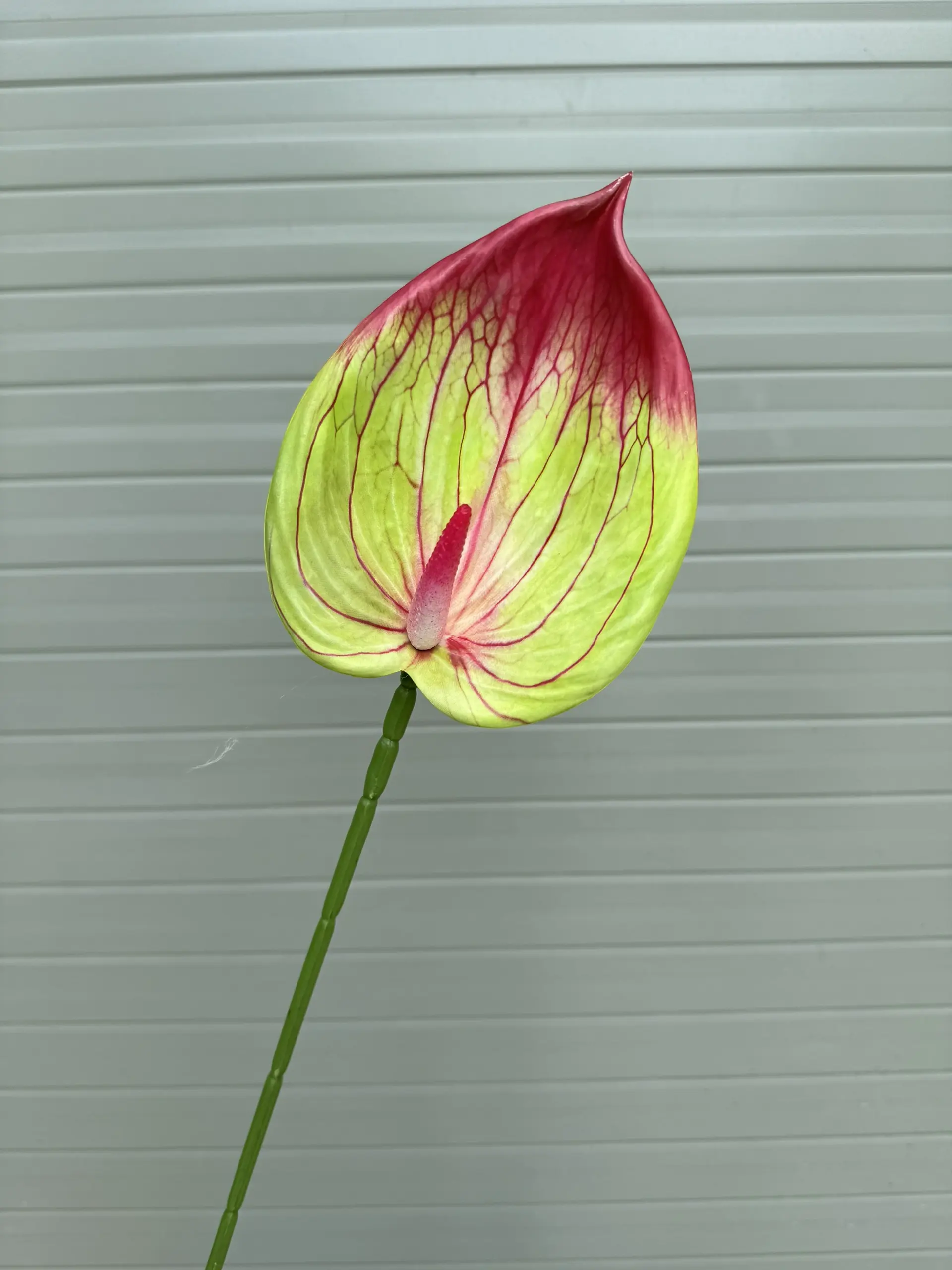 Điểm Lá Hông Môn Tây - Ảnh 8