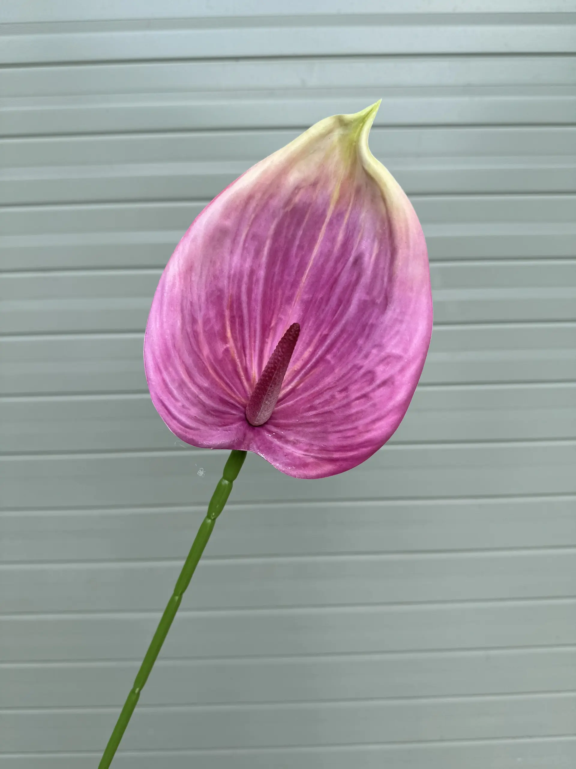 Điểm Lá Hông Môn Tây - Ảnh 9