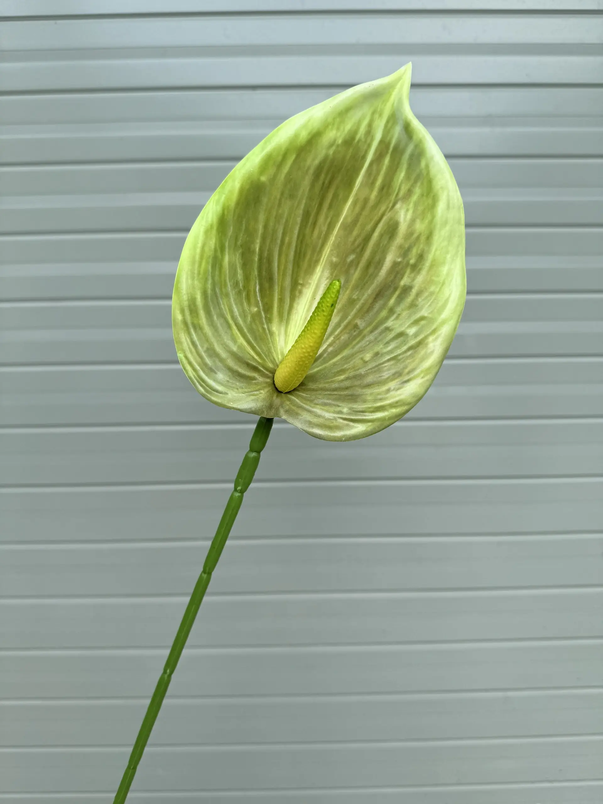 Điểm Lá Hông Môn Tây - Ảnh 10