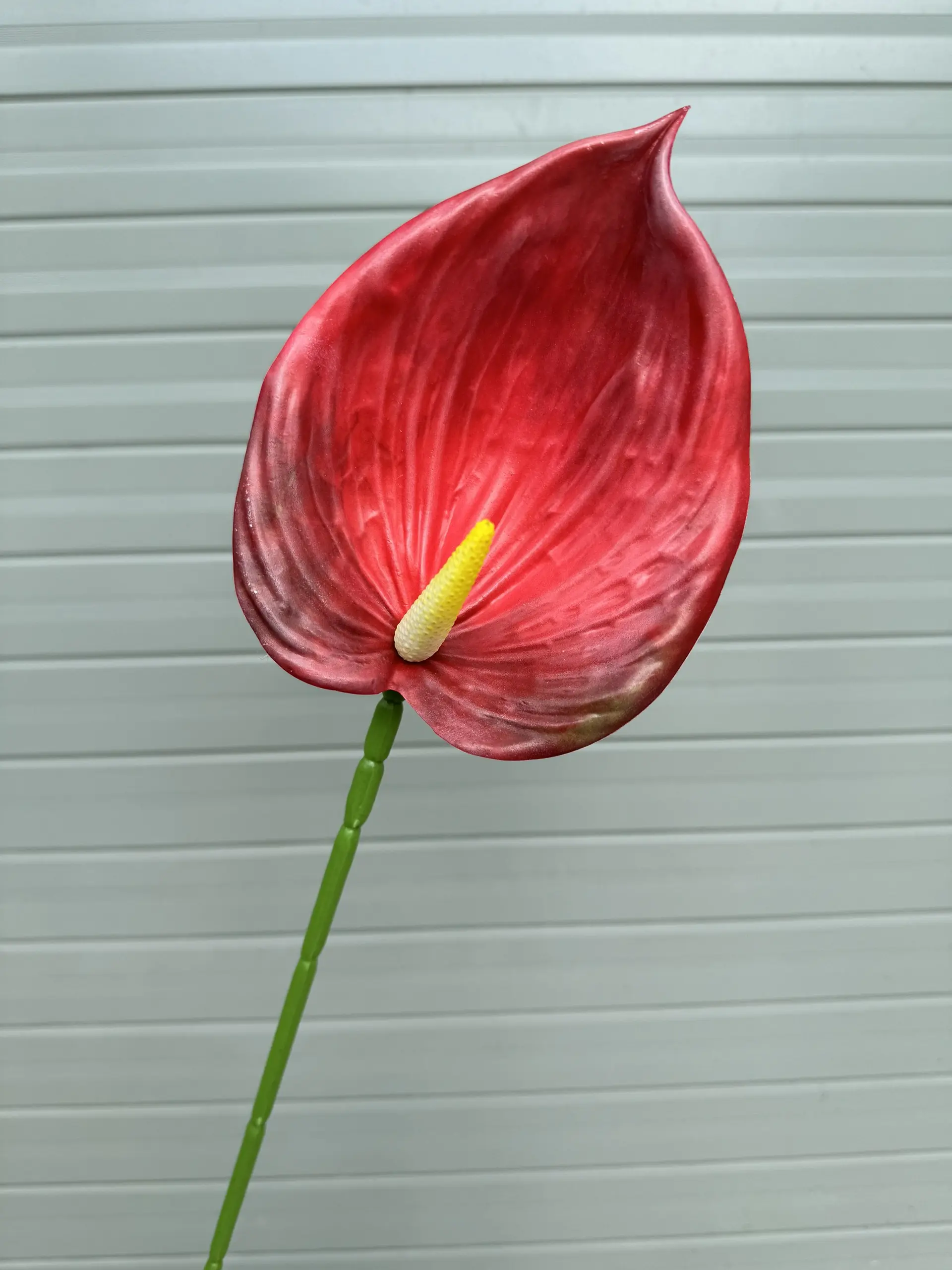 Điểm Lá Hông Môn Tây - Ảnh 11