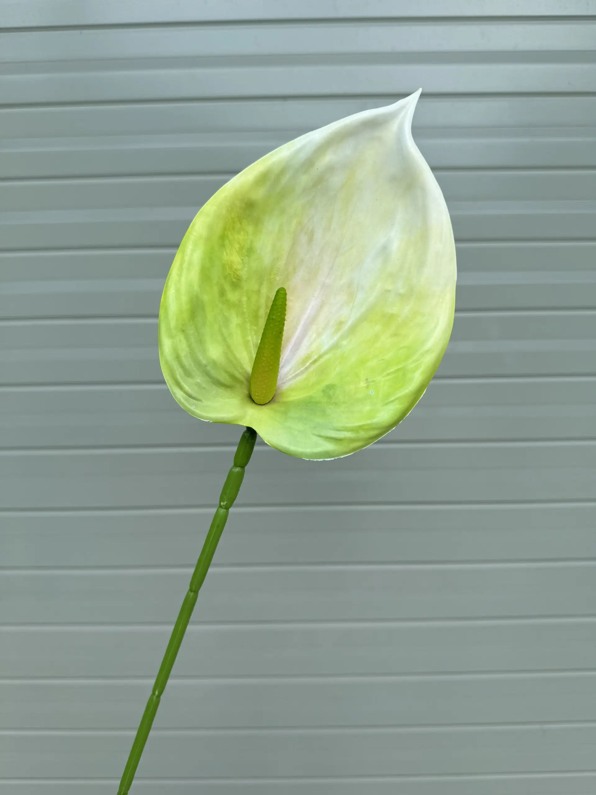 Điểm Lá Hông Môn Tây - Ảnh 12