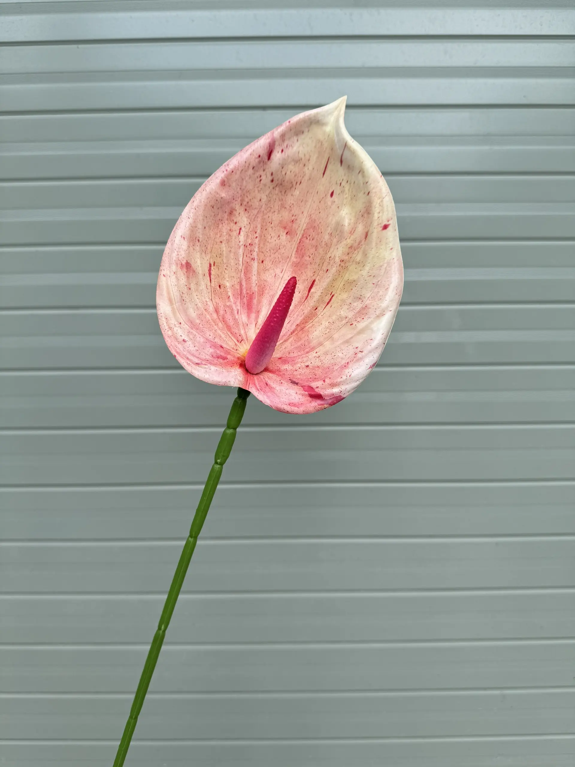 Điểm Lá Hông Môn Tây - Ảnh 13