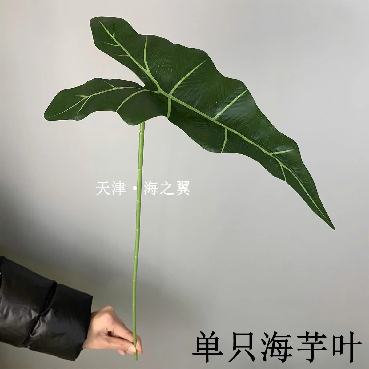 Điểm Lá Khoai Môn Đơn