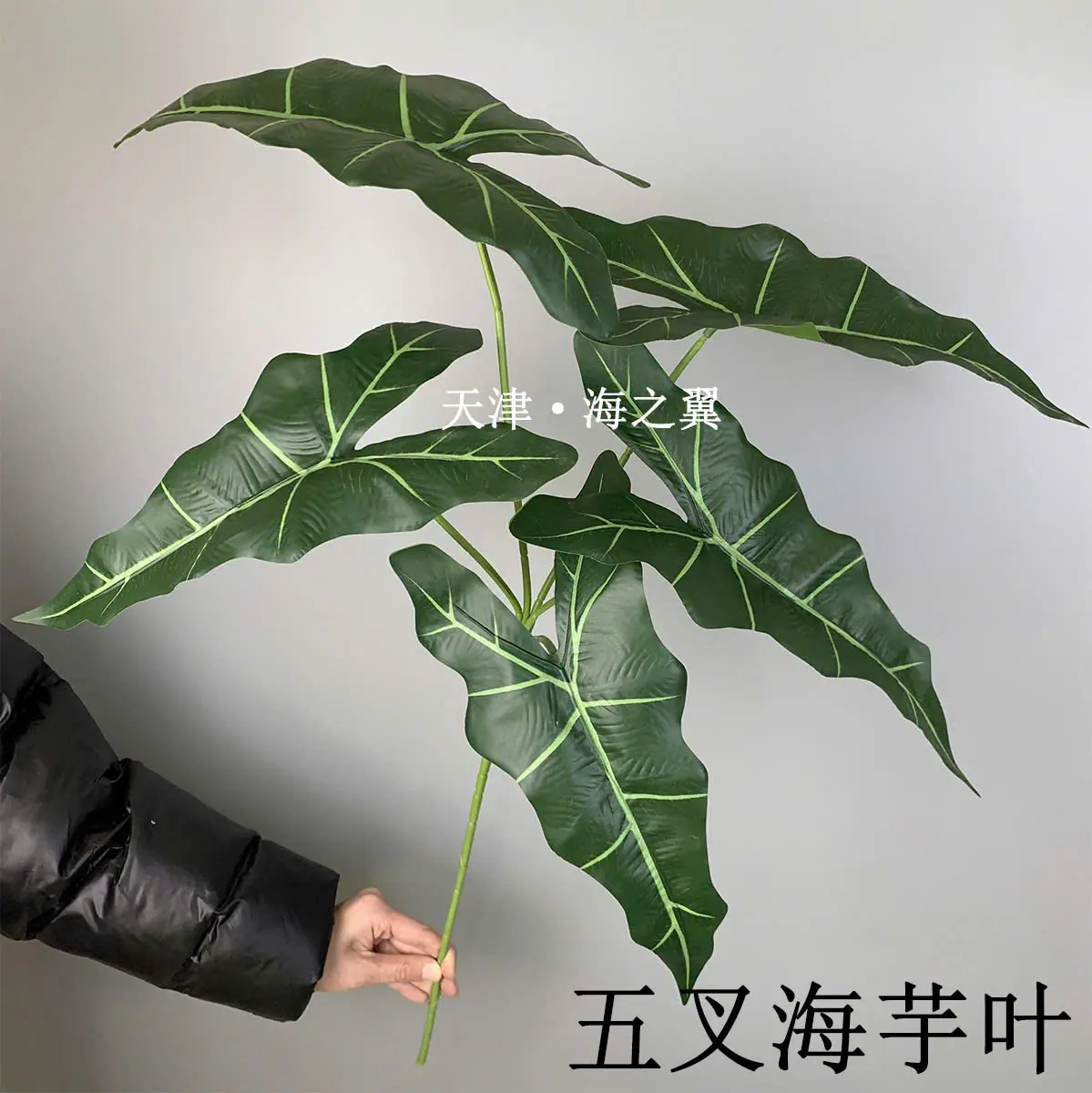 Điểm Lá Khoai Môn Lá