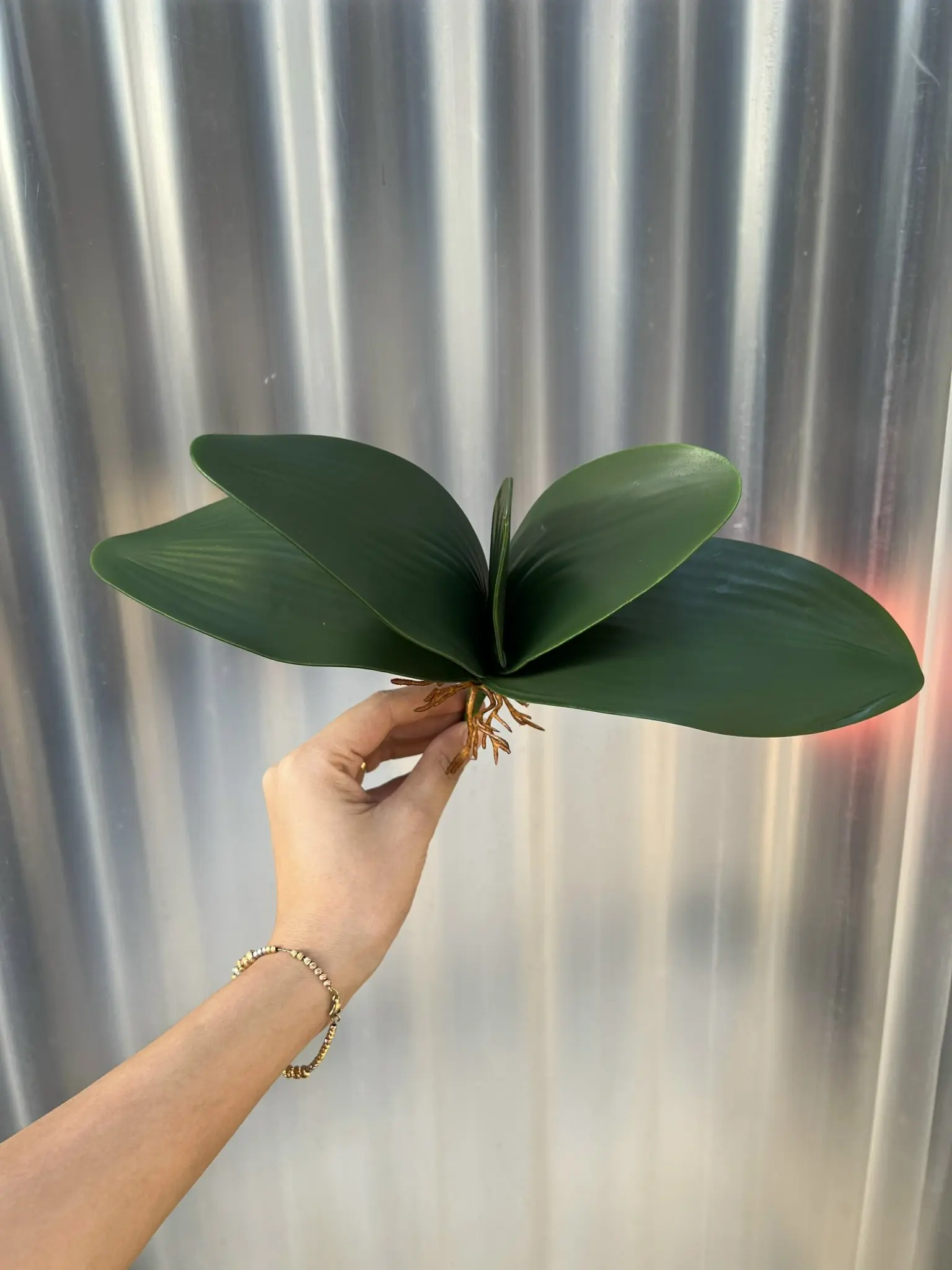 Điểm Lá Lan Loại