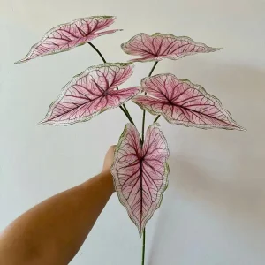 Điểm Lá Môn 5 Lá