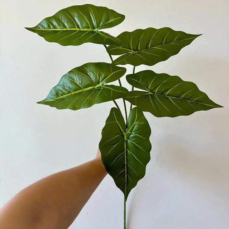 Điểm Lá Môn 5 Lá - Ảnh 2