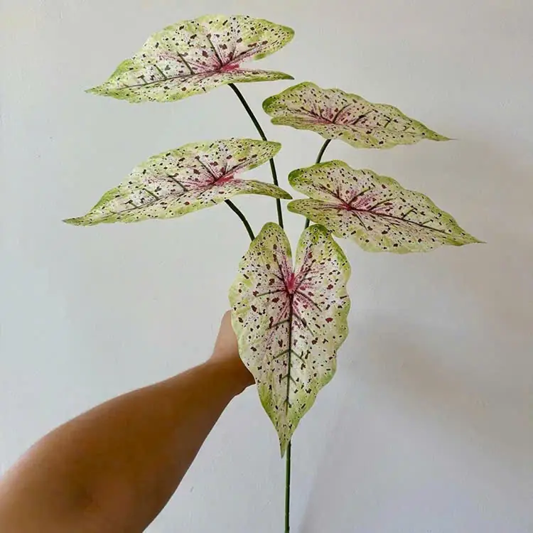 Điểm Lá Môn 5 Lá - Ảnh 3