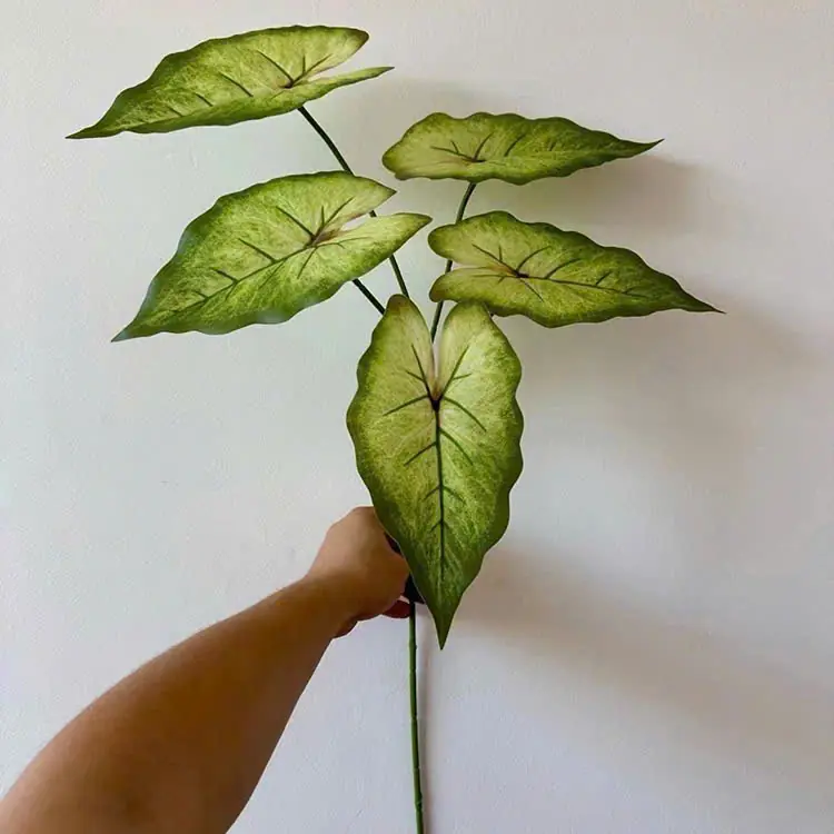 Điểm Lá Môn 5 Lá - Ảnh 4