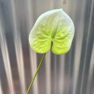 Điểm Lá Môn Bé