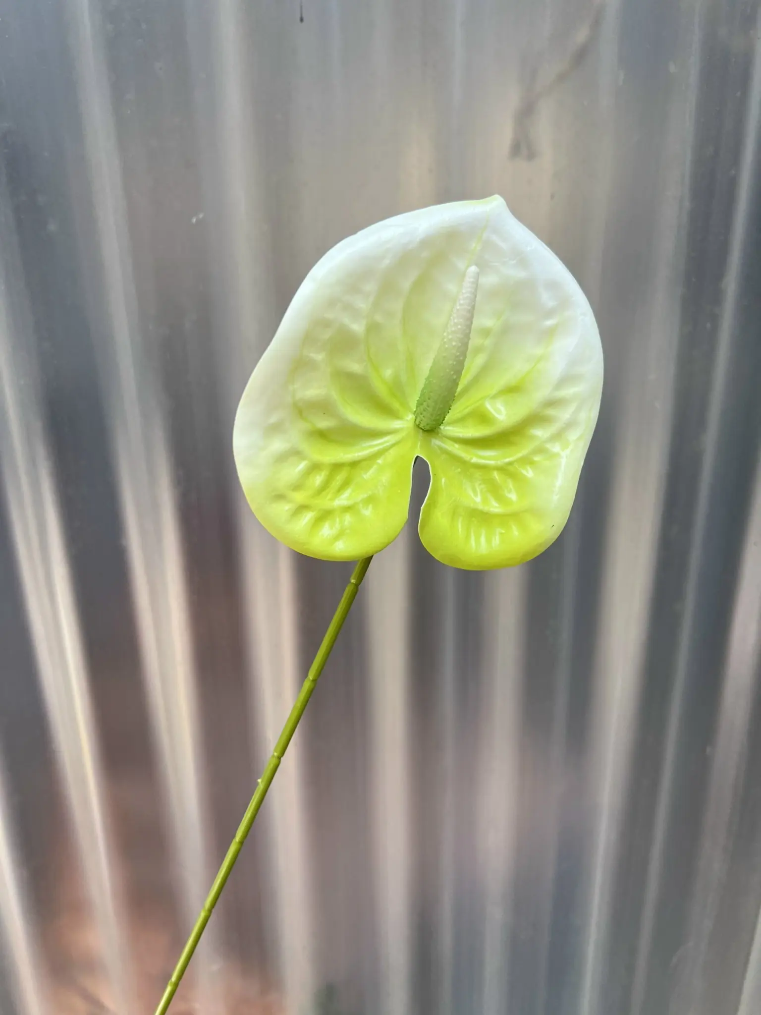 Điểm Lá Môn Bé