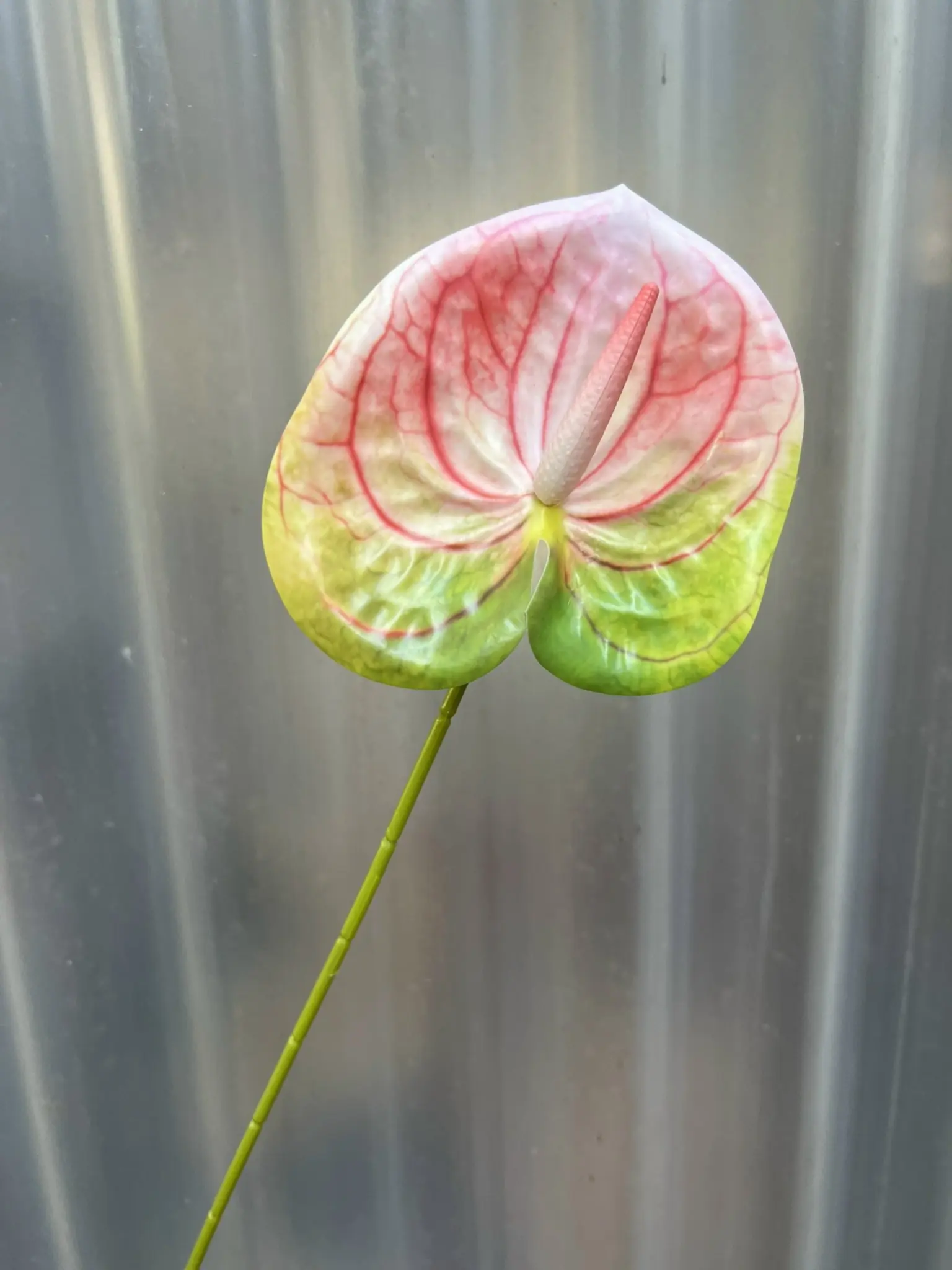 Điểm Lá Môn Bé - Ảnh 4