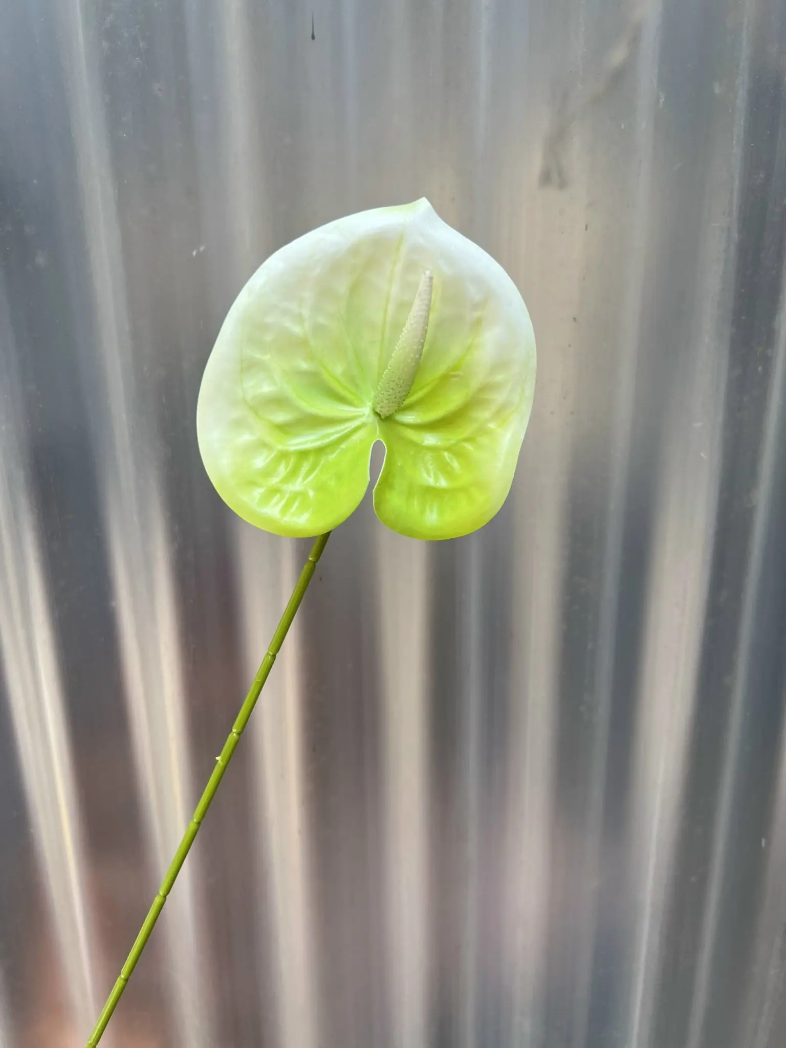 Điểm Lá Môn Bé - Ảnh 5