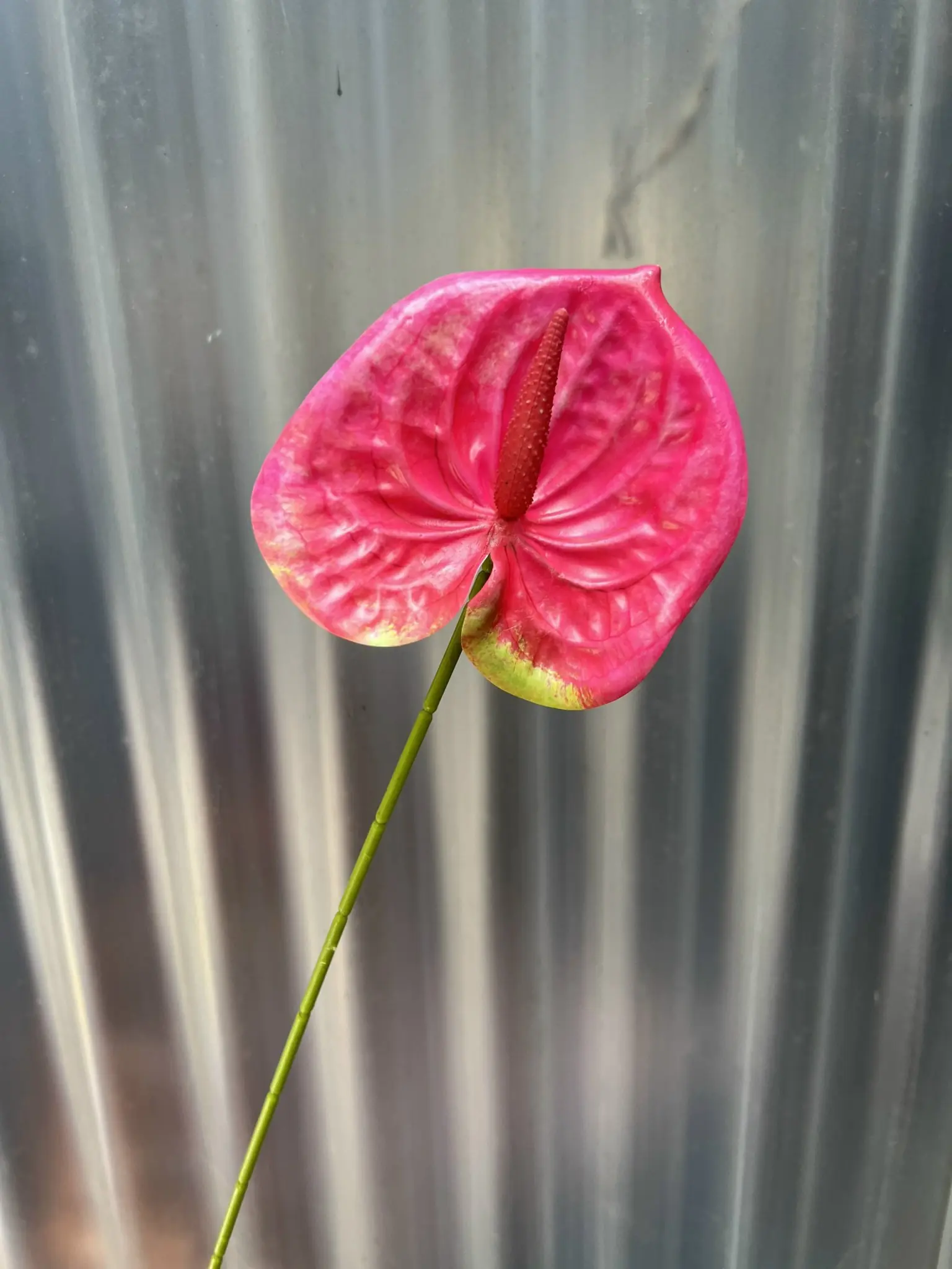 Điểm Lá Môn Bé - Ảnh 7