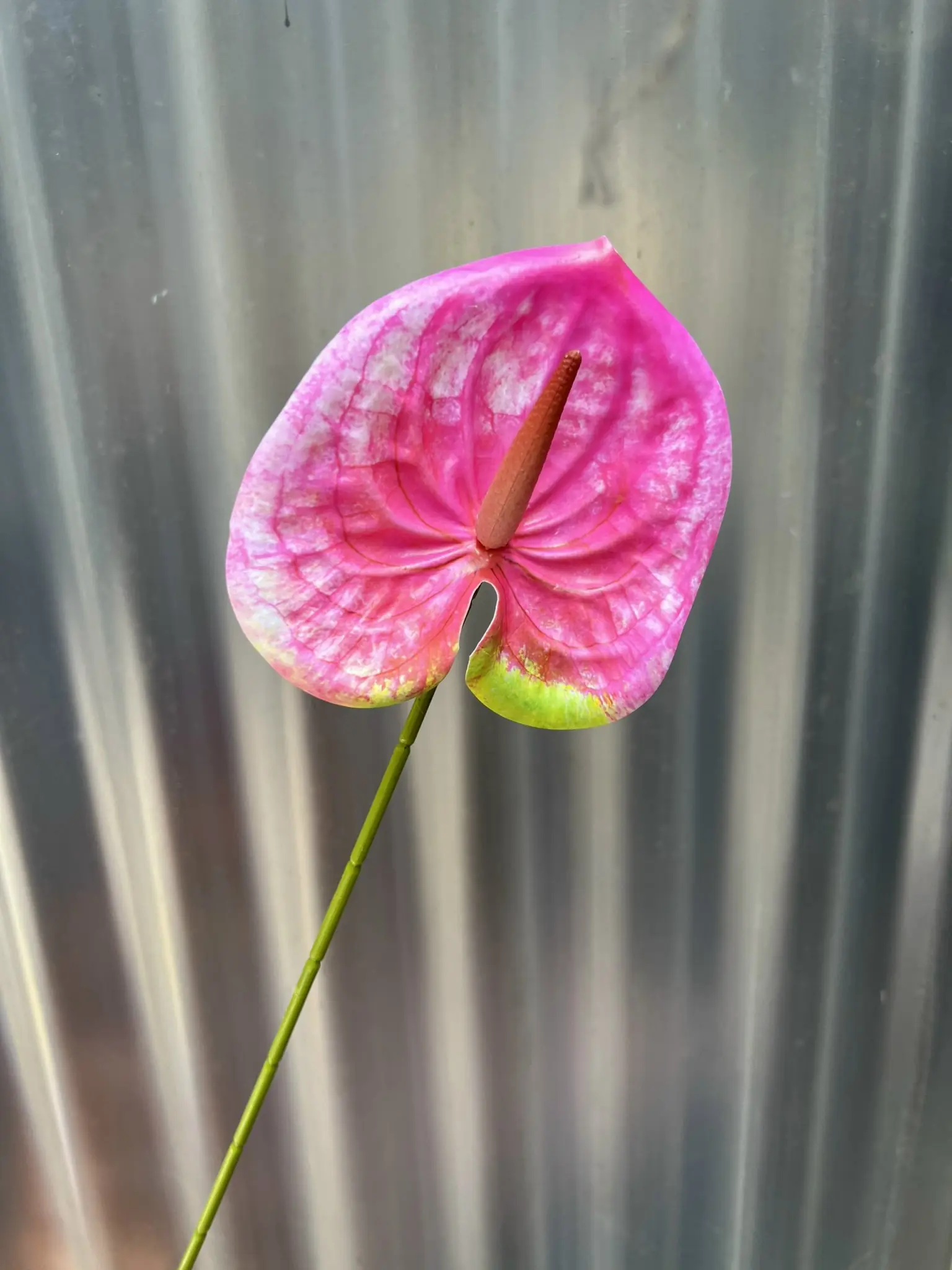 Điểm Lá Môn Bé - Ảnh 10