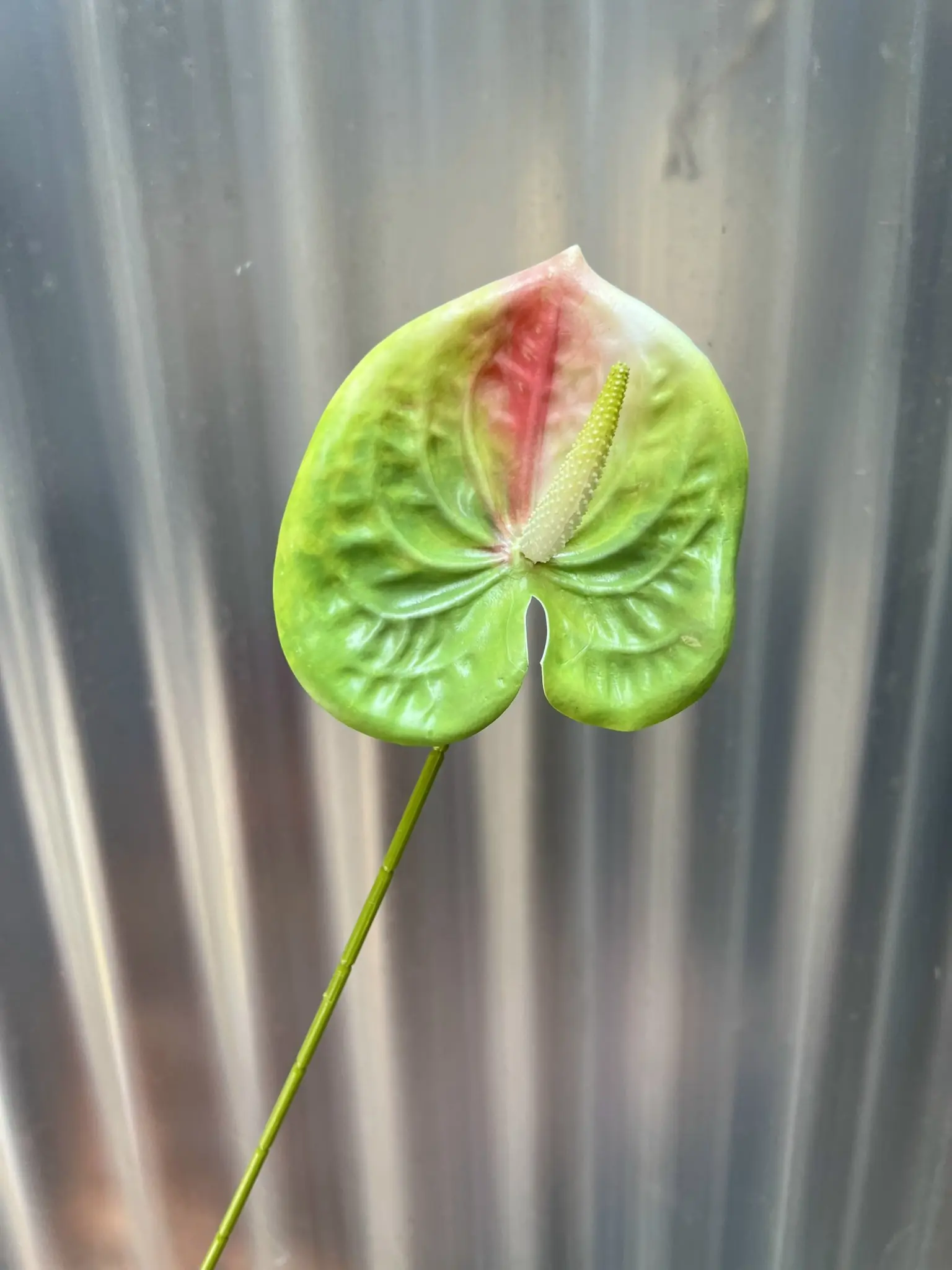 Điểm Lá Môn Bé - Ảnh 11