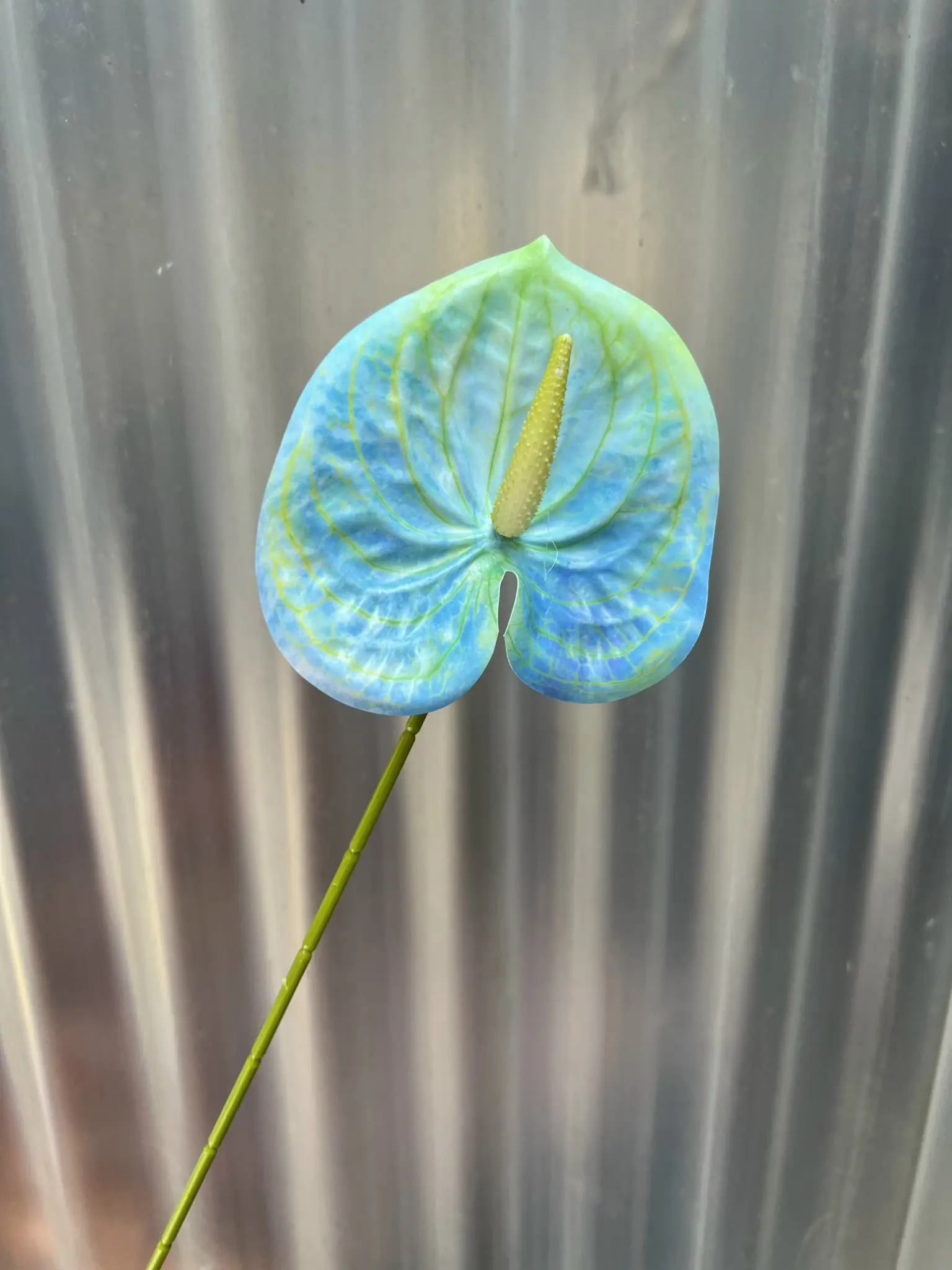 Điểm Lá Môn Bé - Ảnh 12