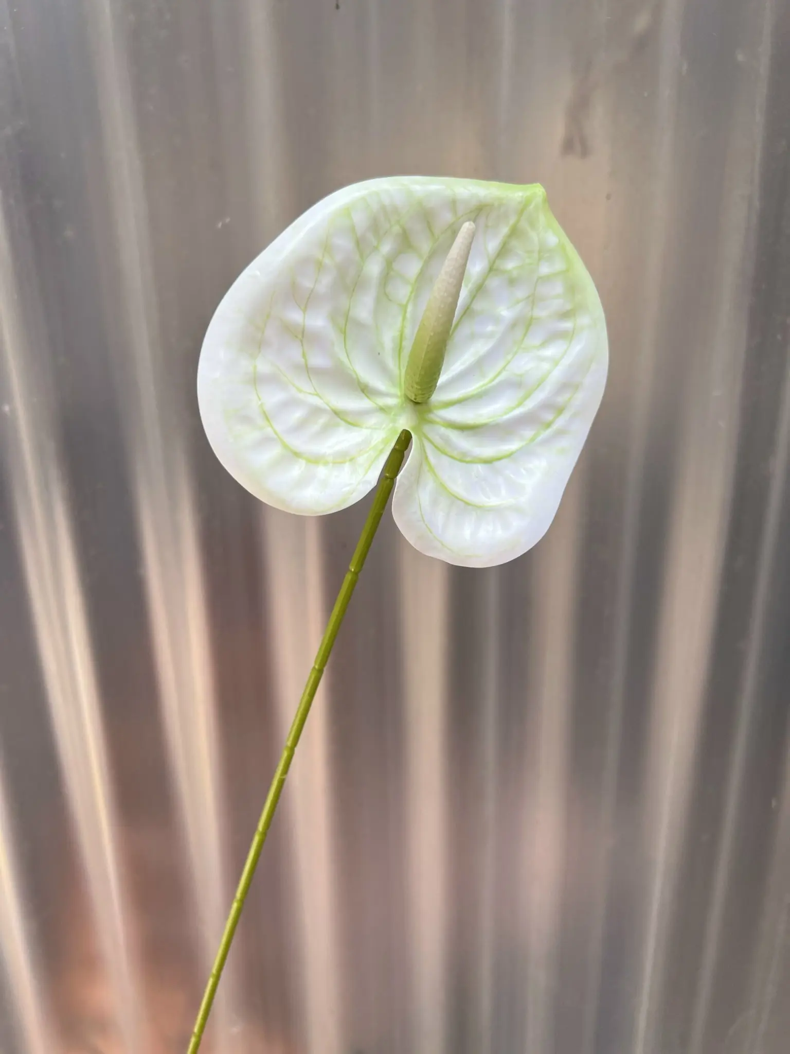 Điểm Lá Môn Bé - Ảnh 16