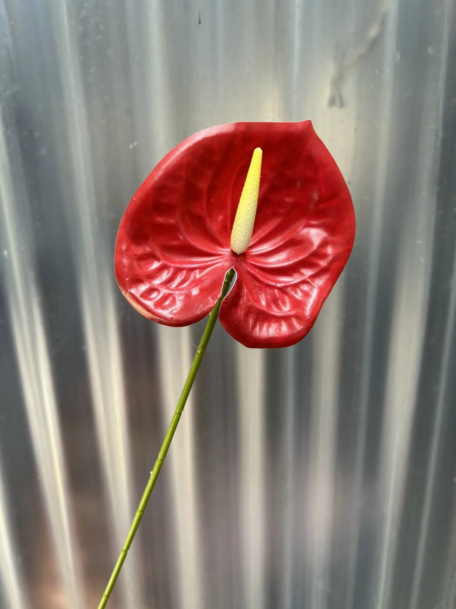 Điểm Lá Môn Bé - Ảnh 17