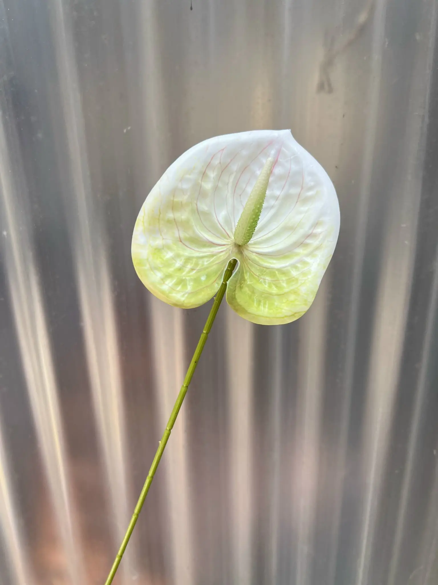 Điểm Lá Môn Bé - Ảnh 18