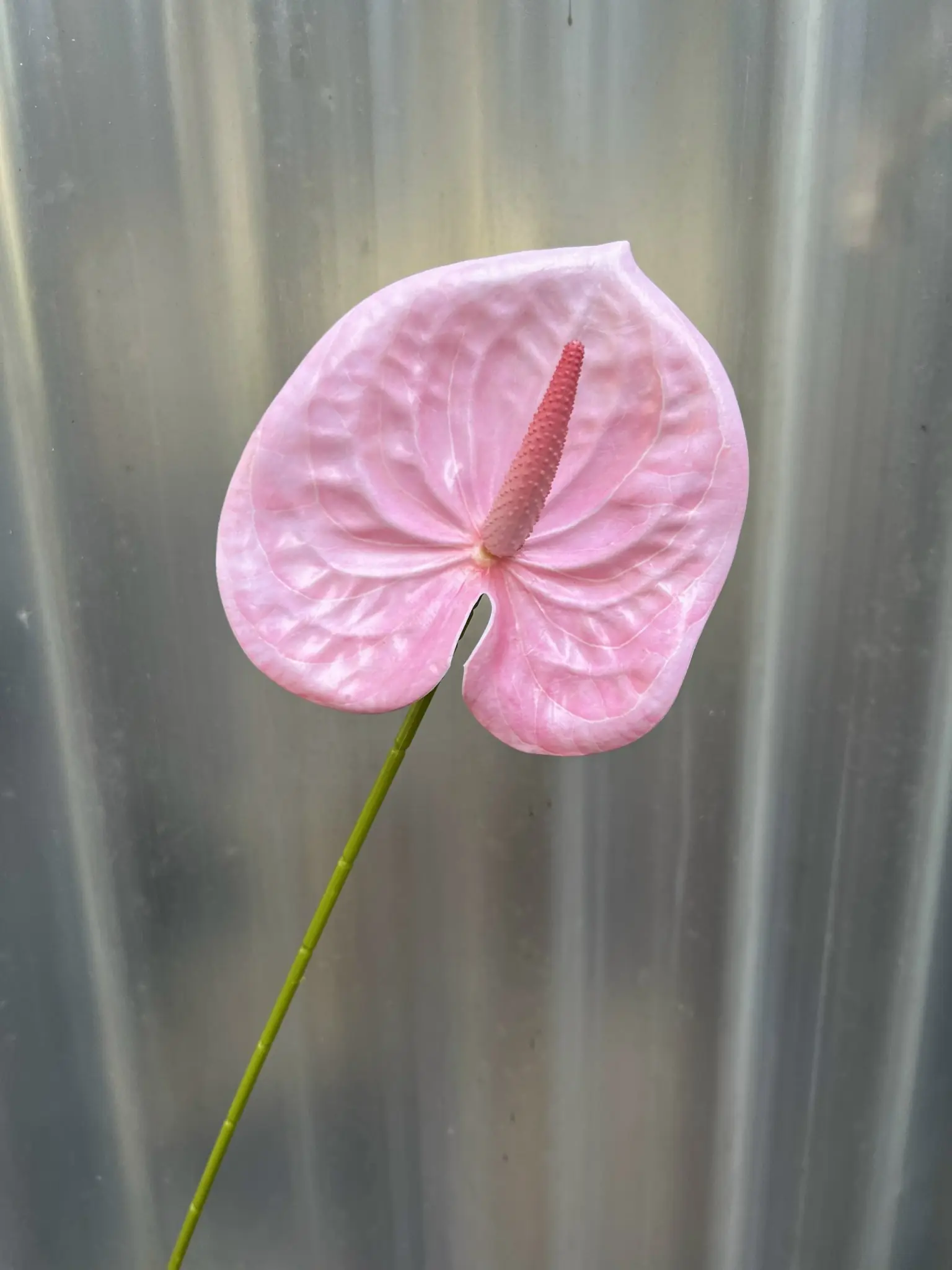 Điểm Lá Môn Bé - Ảnh 20