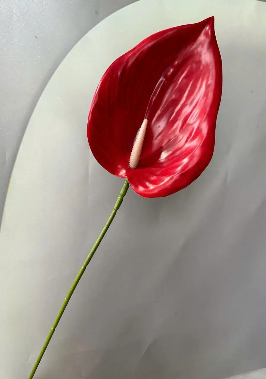 Điểm Lá Môn Tây Đại 20Cm