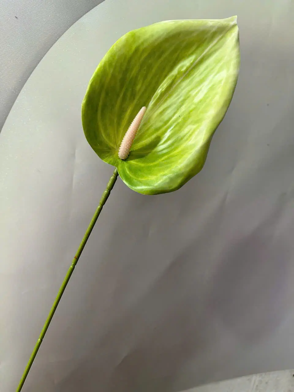 Điểm Lá Môn Tây Đại 20Cm - Ảnh 2