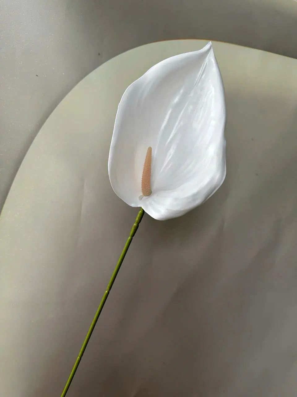 Điểm Lá Môn Tây Đại 20Cm - Ảnh 5