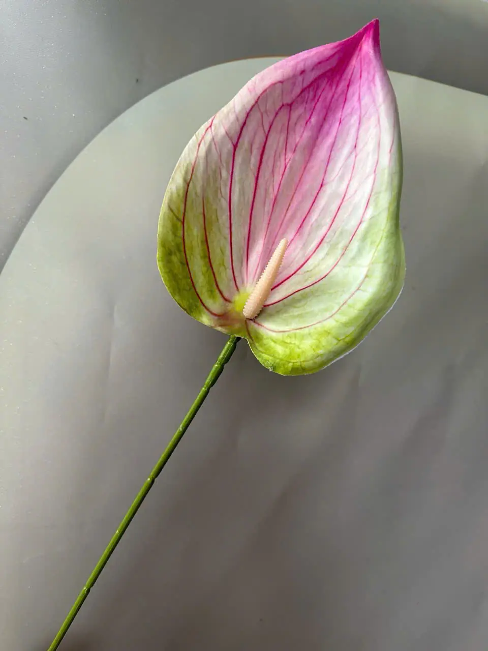 Điểm Lá Môn Tây Đại 20Cm - Ảnh 6