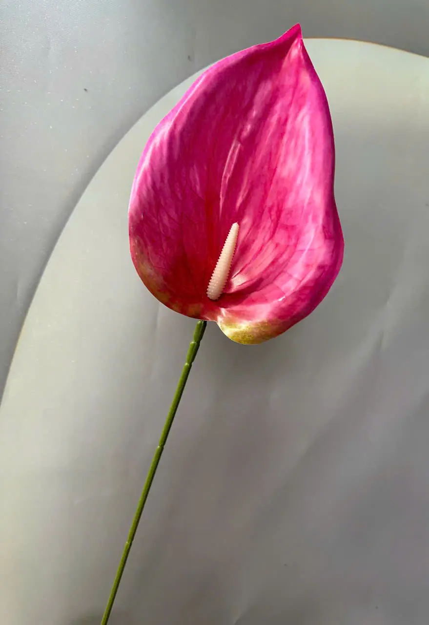 Điểm Lá Môn Tây Đại 20Cm - Ảnh 7