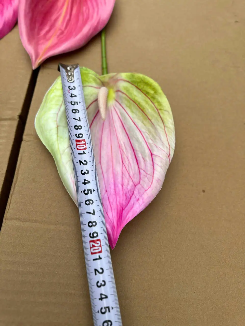 Điểm Lá Môn Tây Đại 20Cm - Ảnh 10