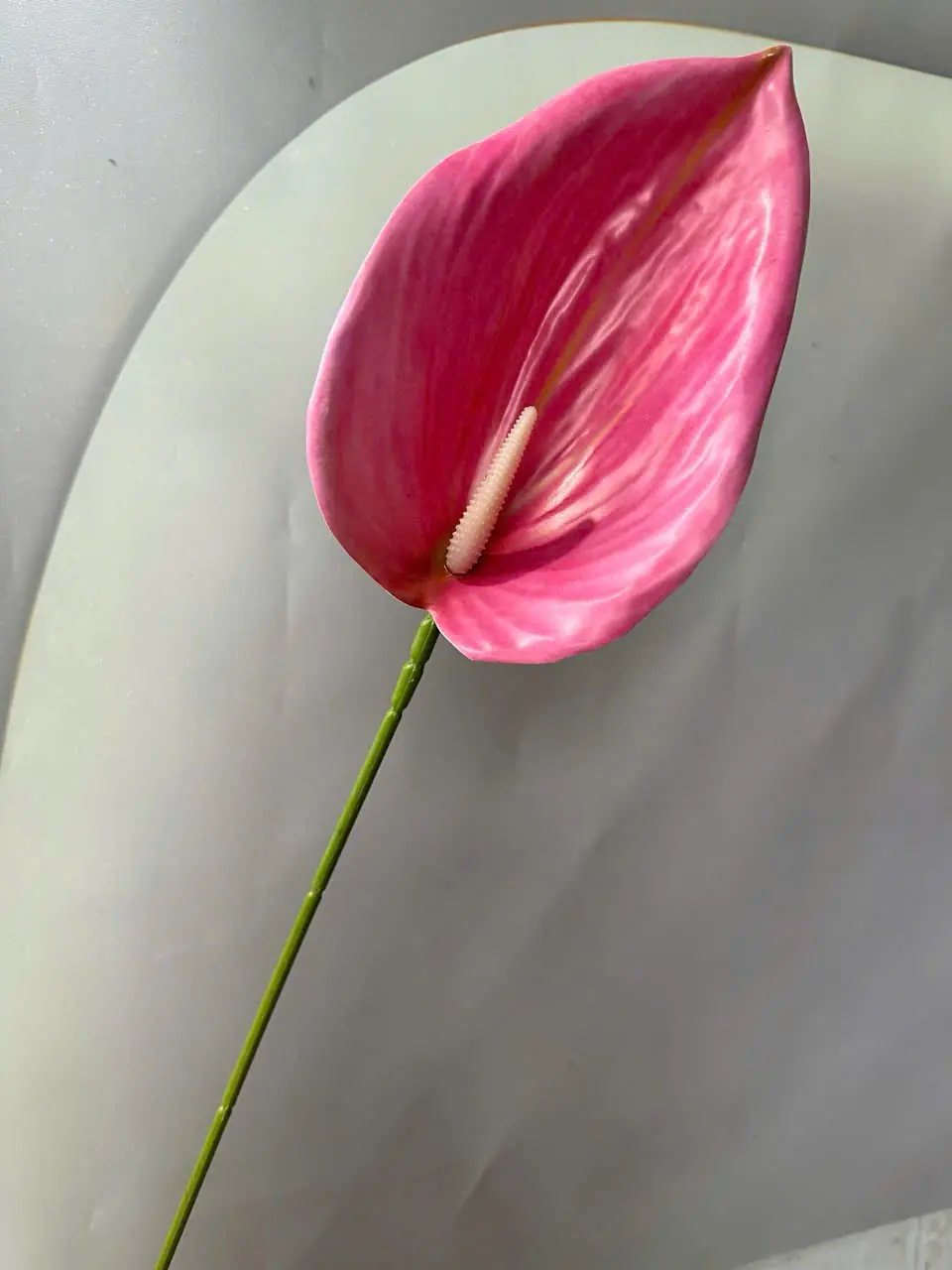 Điểm Lá Môn Tây Đại 20Cm - Ảnh 12