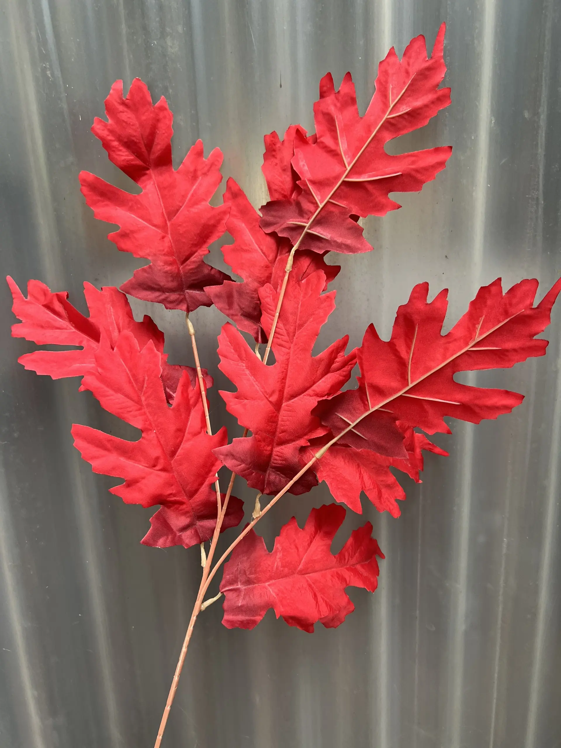 Điểm Lá Răng Cưa - Ảnh 2