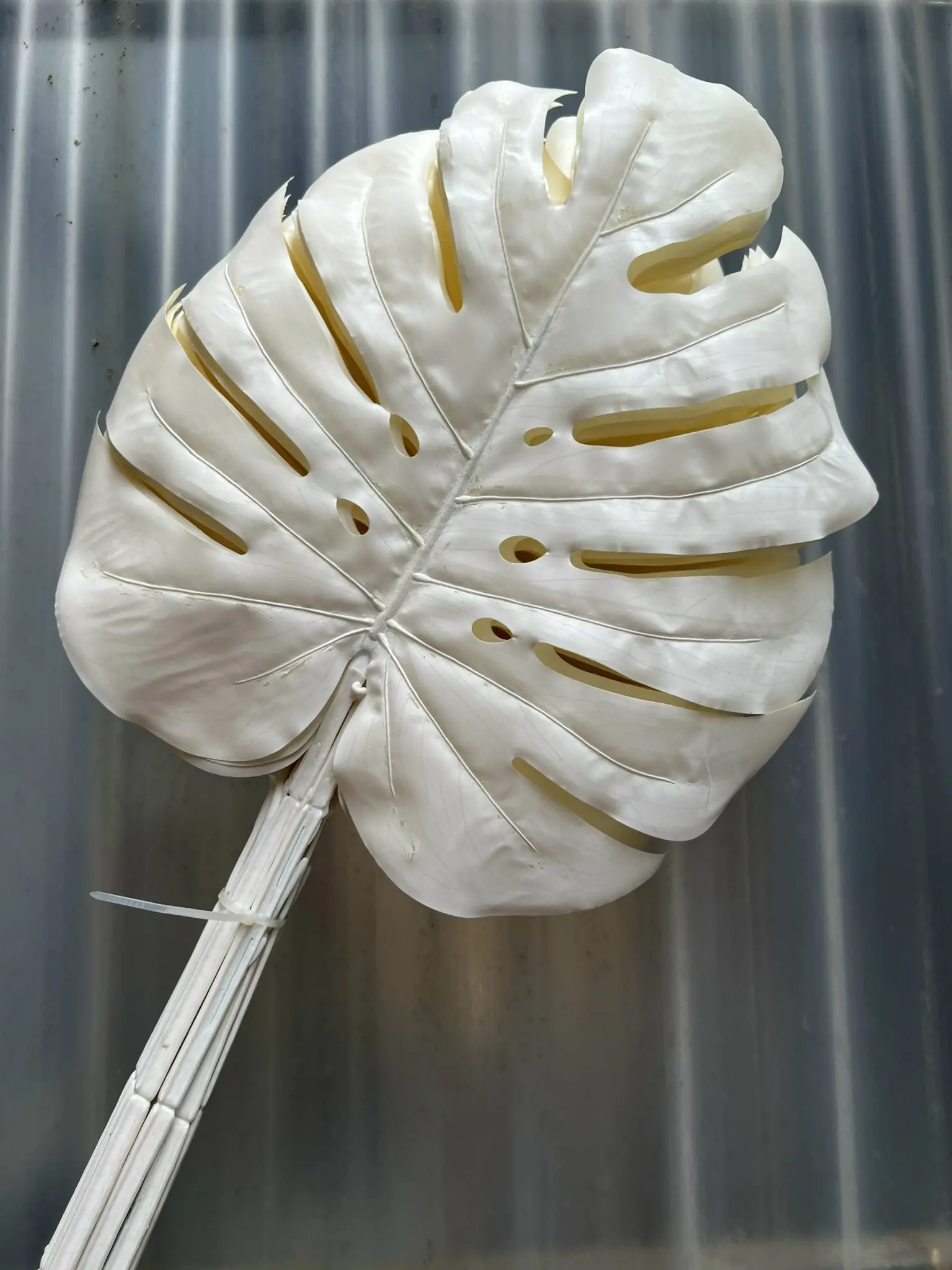 Điểm Lá Rùa Màu